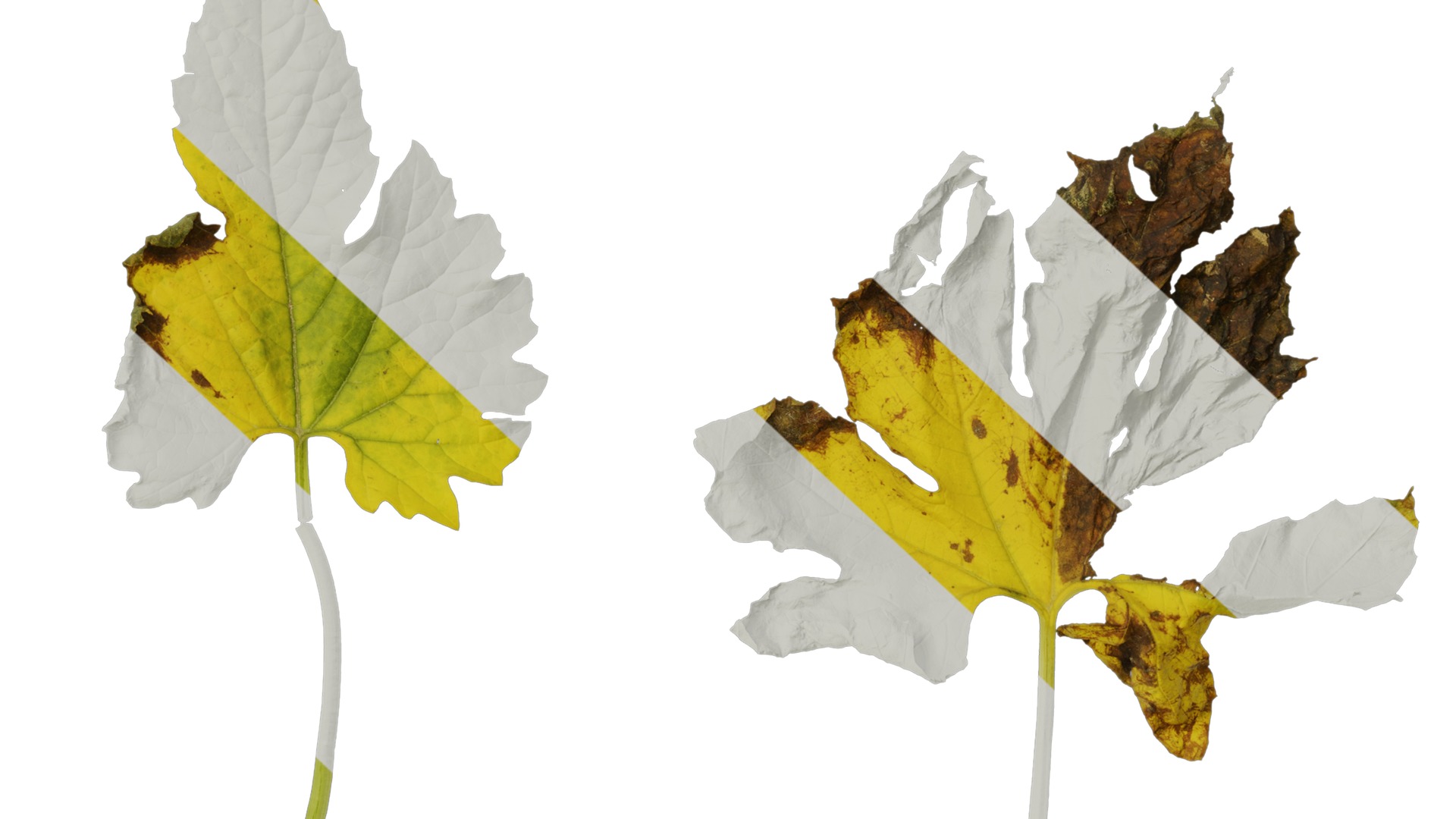 Anydrafts Momordica charantia Leaf 03 Texture_6