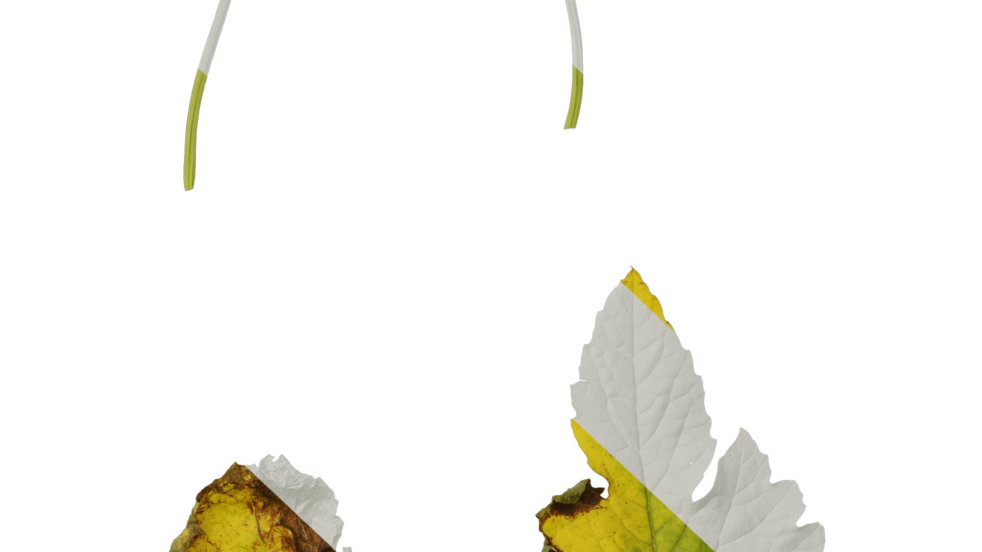 Anydrafts Momordica charantia Leaf 03 Texture_7