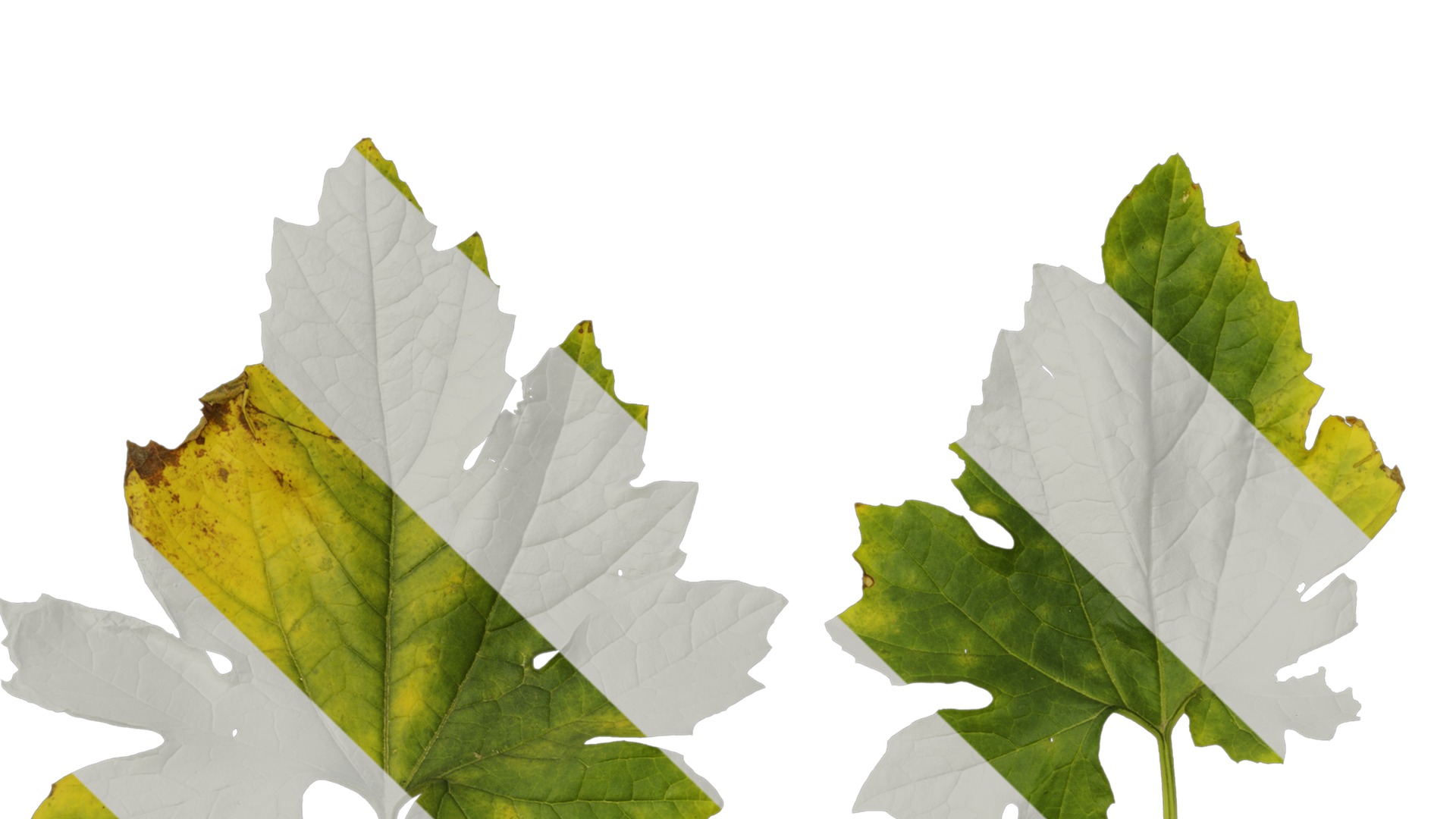 Anydrafts Momordica charantia Leaf 03 Texture_1