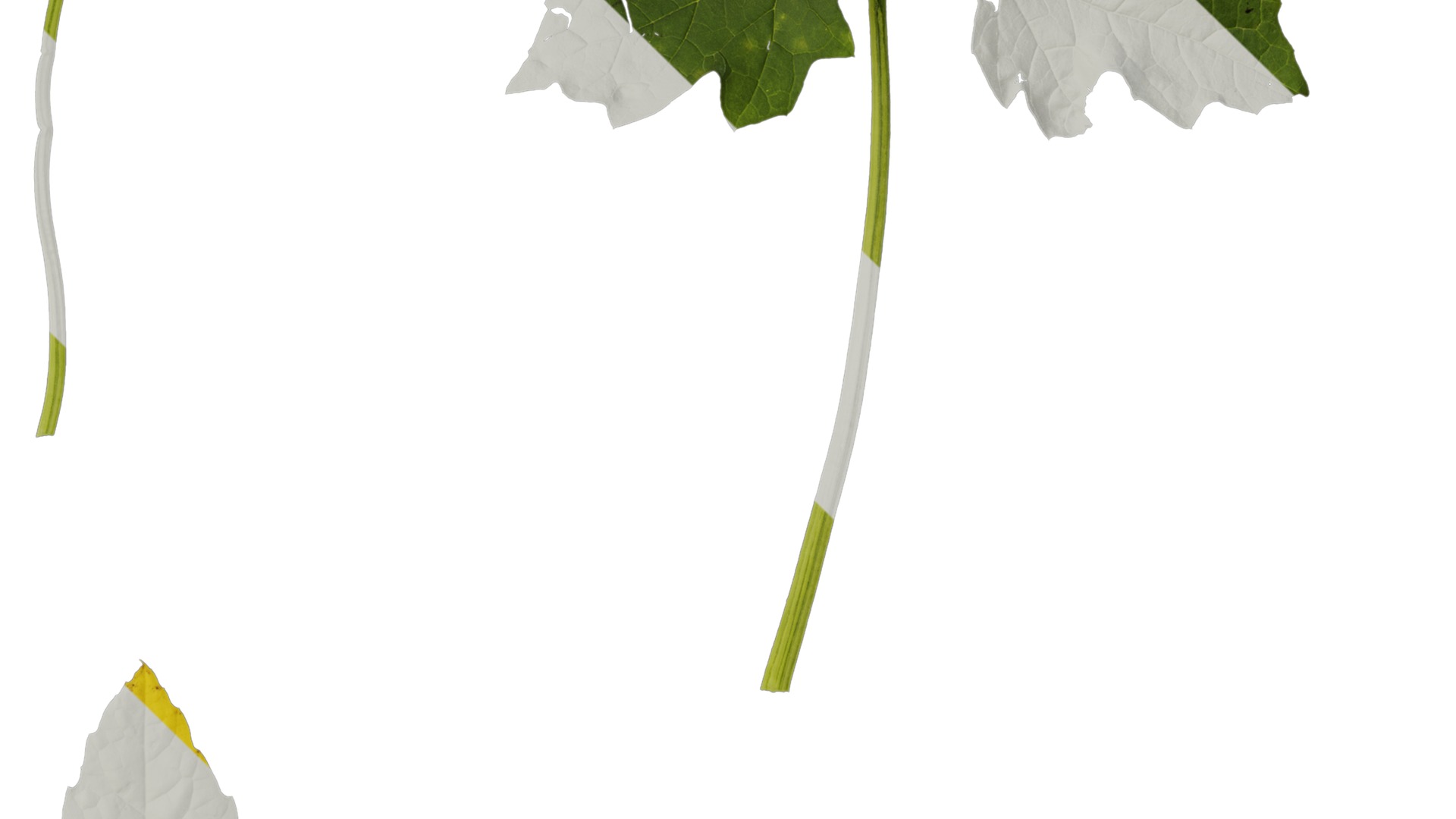 Anydrafts Momordica charantia Leaf 03 Texture_4