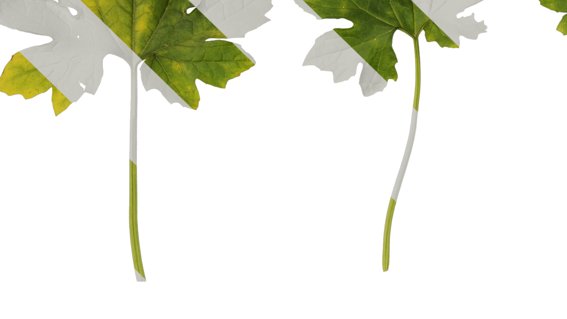 Anydrafts Momordica charantia Leaf 03 Texture_3