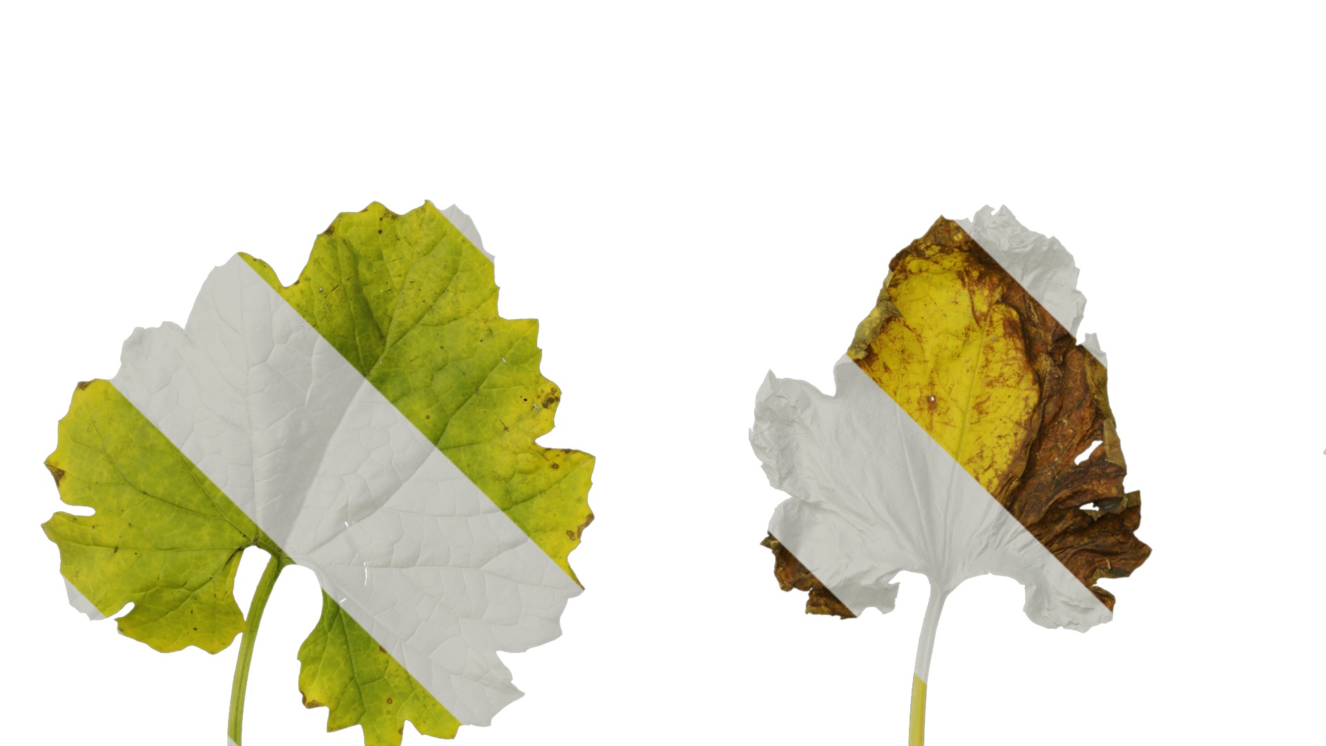 Anydrafts Momordica charantia Leaf 03 Texture_5