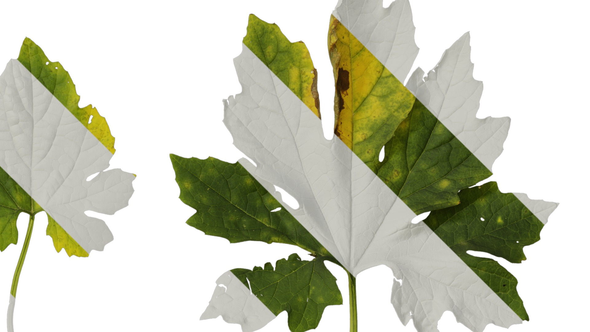 Anydrafts Momordica charantia Leaf 03 Texture_2