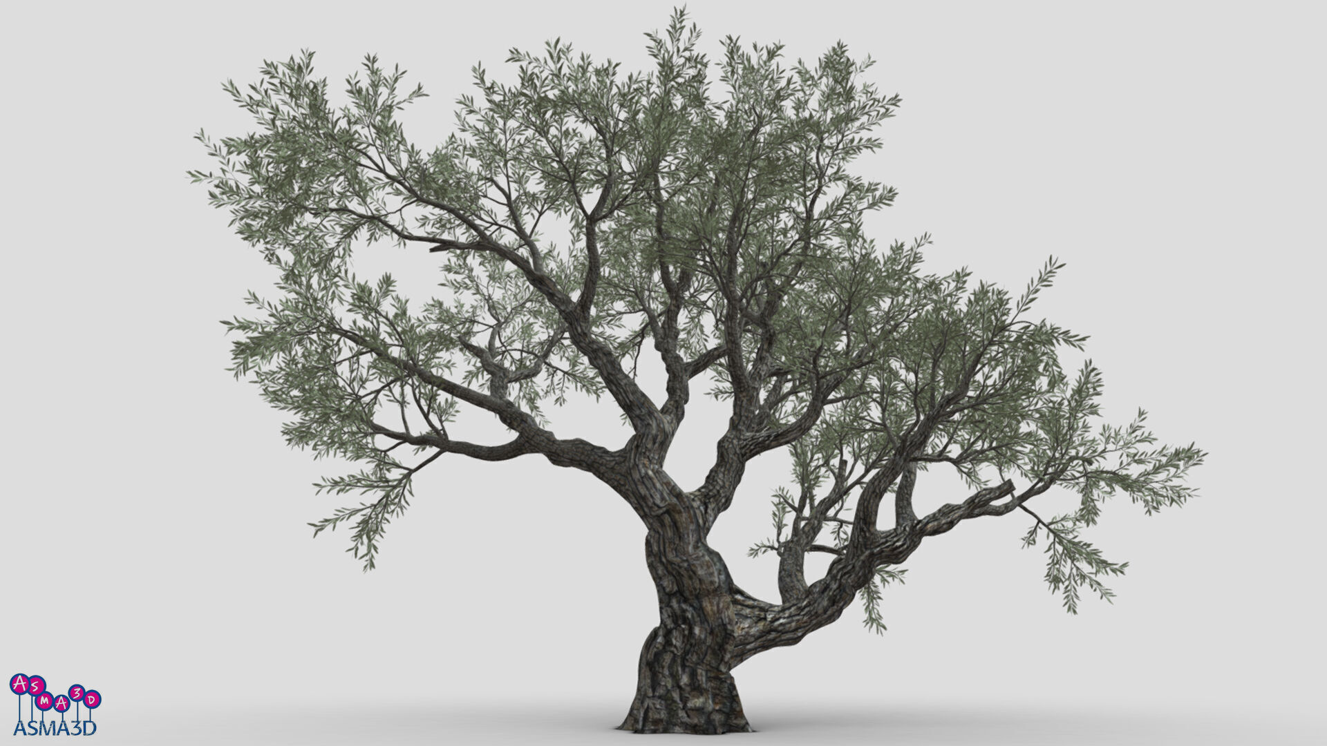 Live Oak Tree-S11 Low-poly 3D model_1