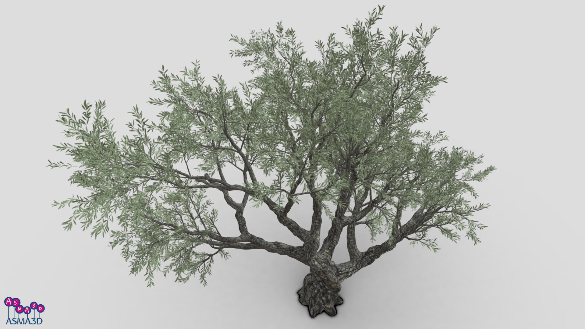 Live Oak Tree-S11 Low-poly 3D model_2