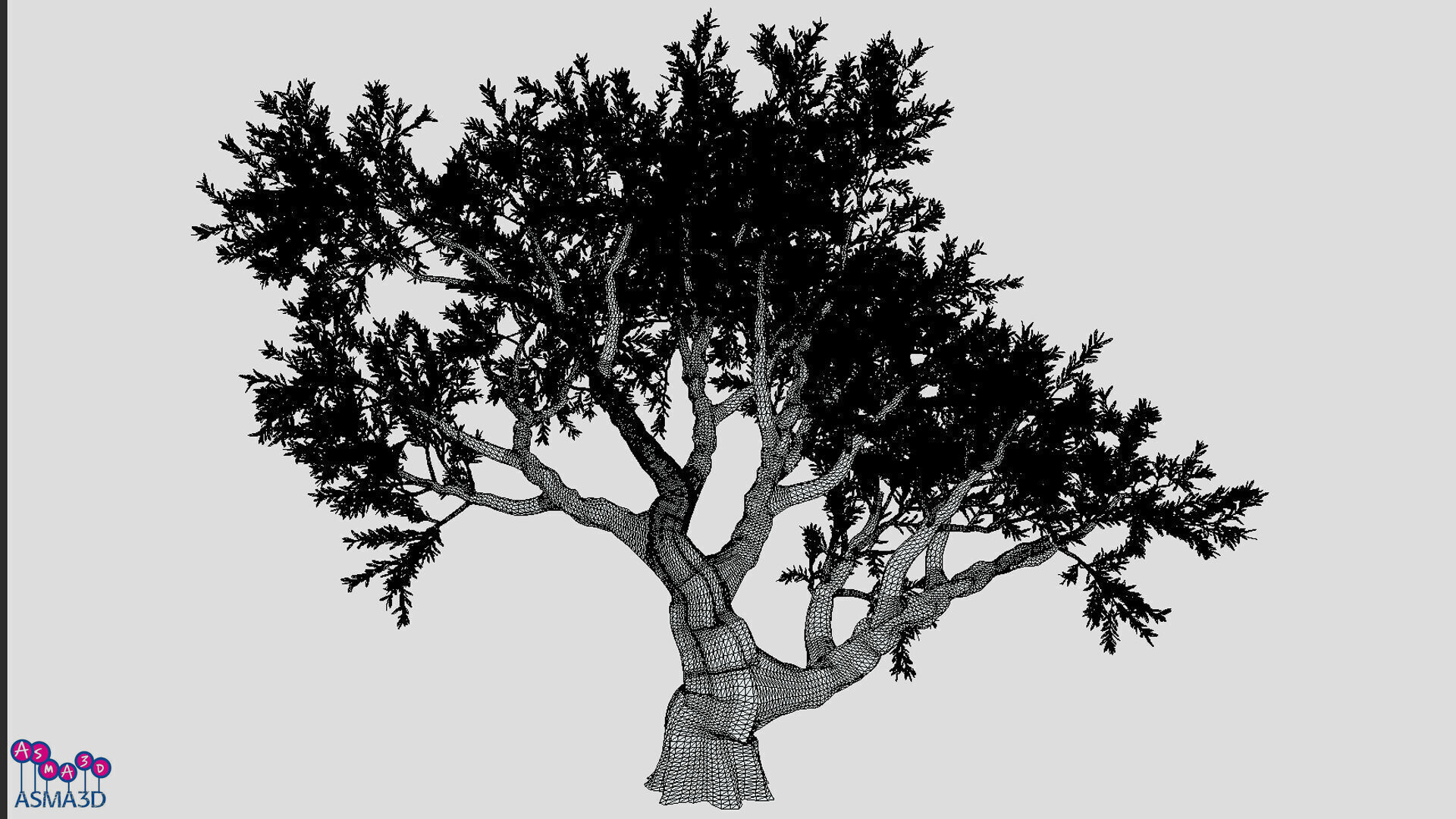 Live Oak Tree-S11 Low-poly 3D model_3