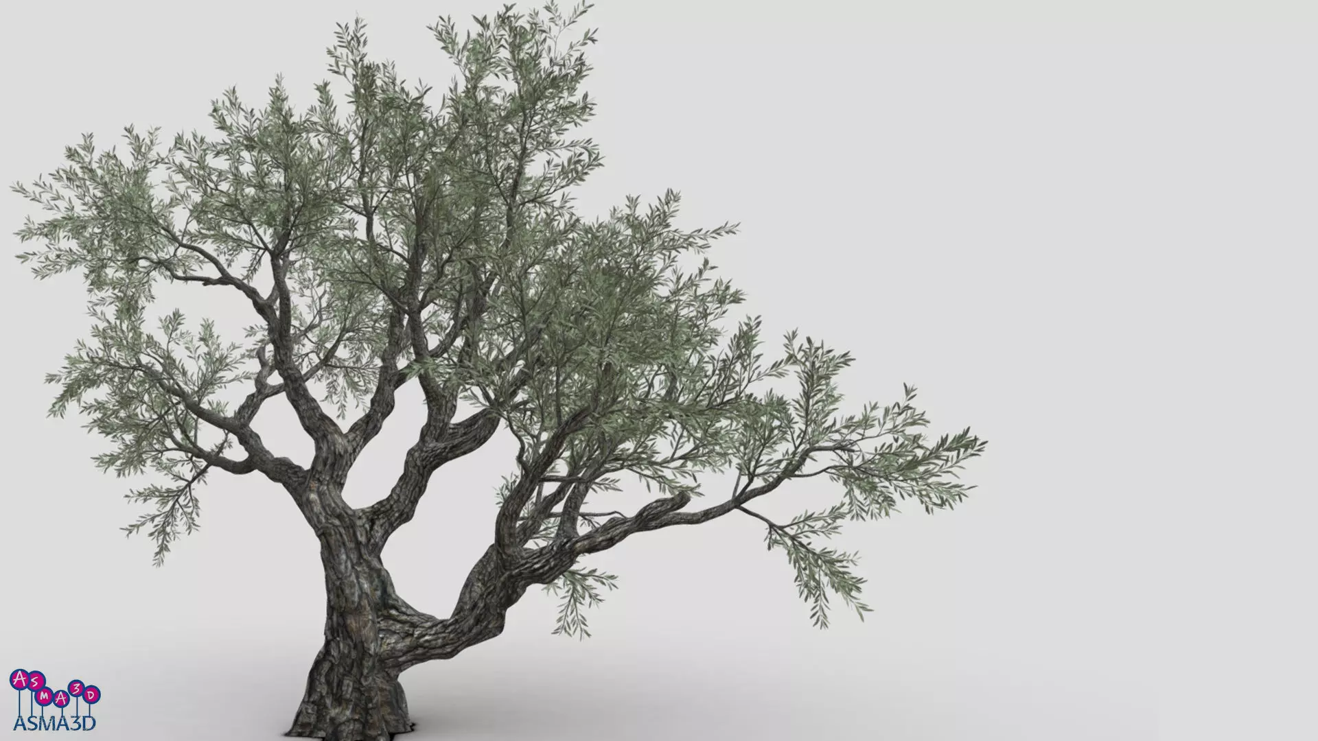 Live Oak Tree-S11 Low-poly 3D model_0