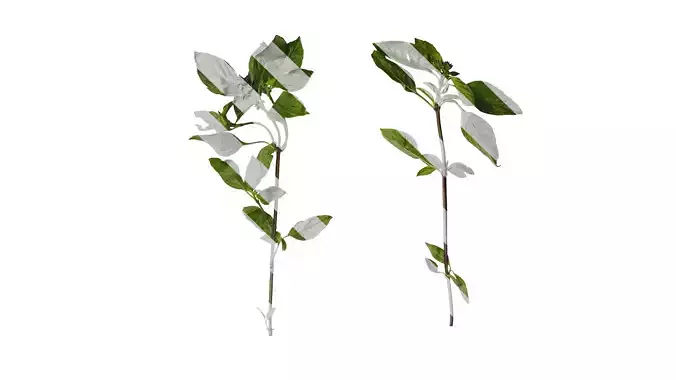 Anydrafts Ocimum basilicum Atlas 02