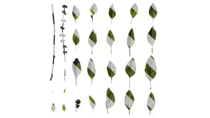 Anydrafts Ocimum basilicum Atlas 03