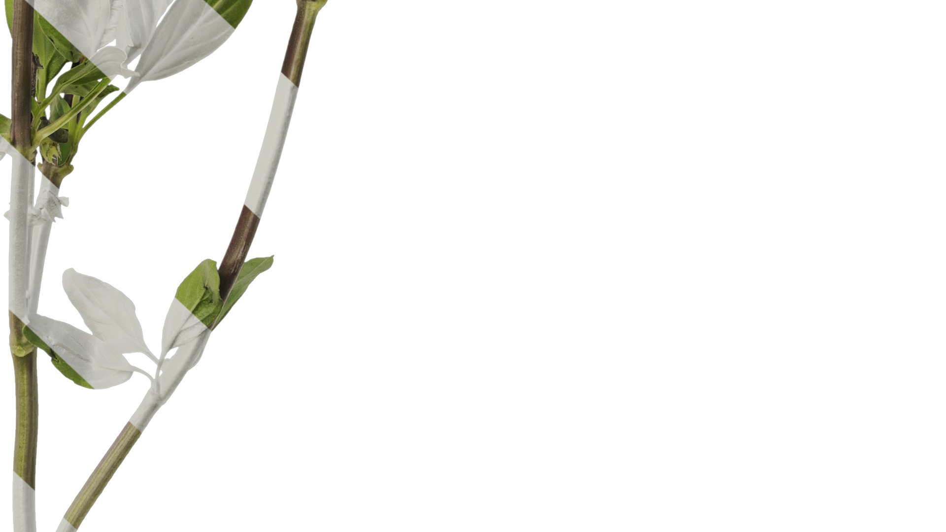 Anydrafts Ocimum basilicum Atlas 04 Texture_6