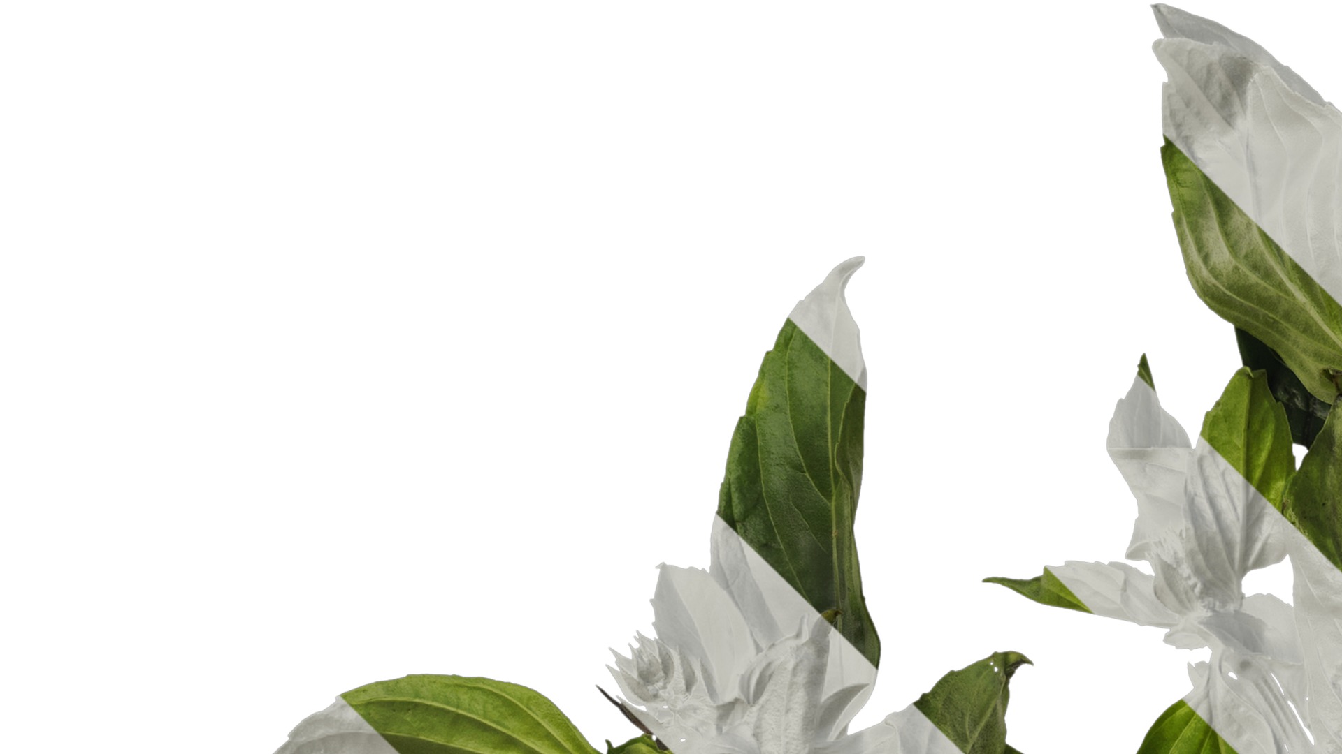 Anydrafts Ocimum basilicum Atlas 04 Texture_1