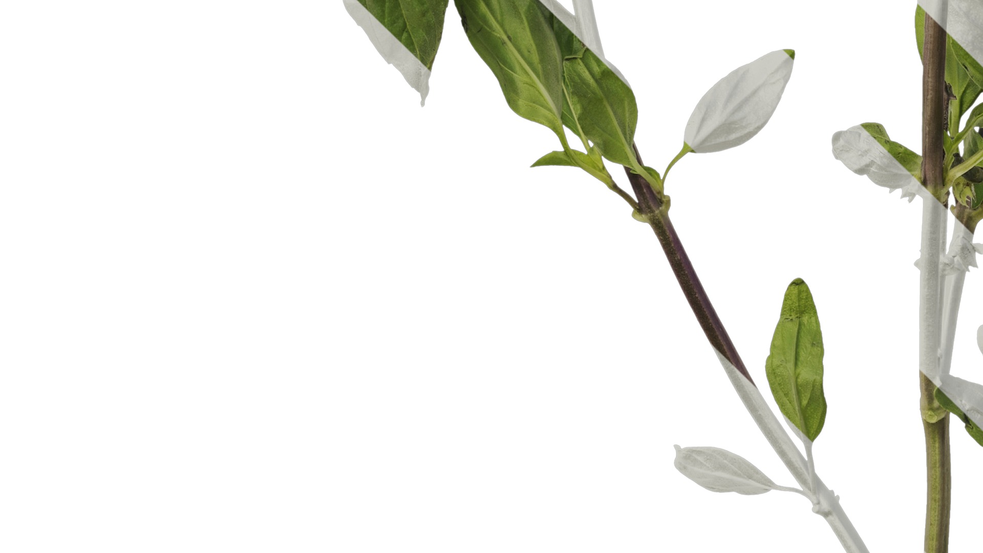 Anydrafts Ocimum basilicum Atlas 04 Texture_5