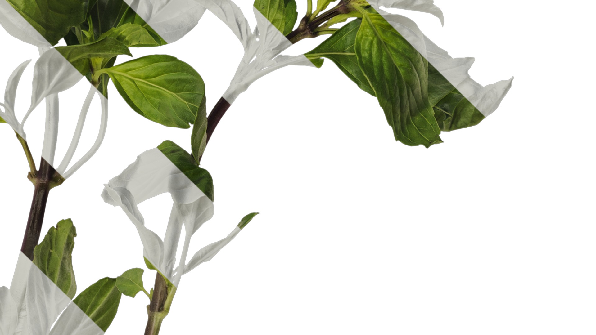 Anydrafts Ocimum basilicum Atlas 04 Texture_4