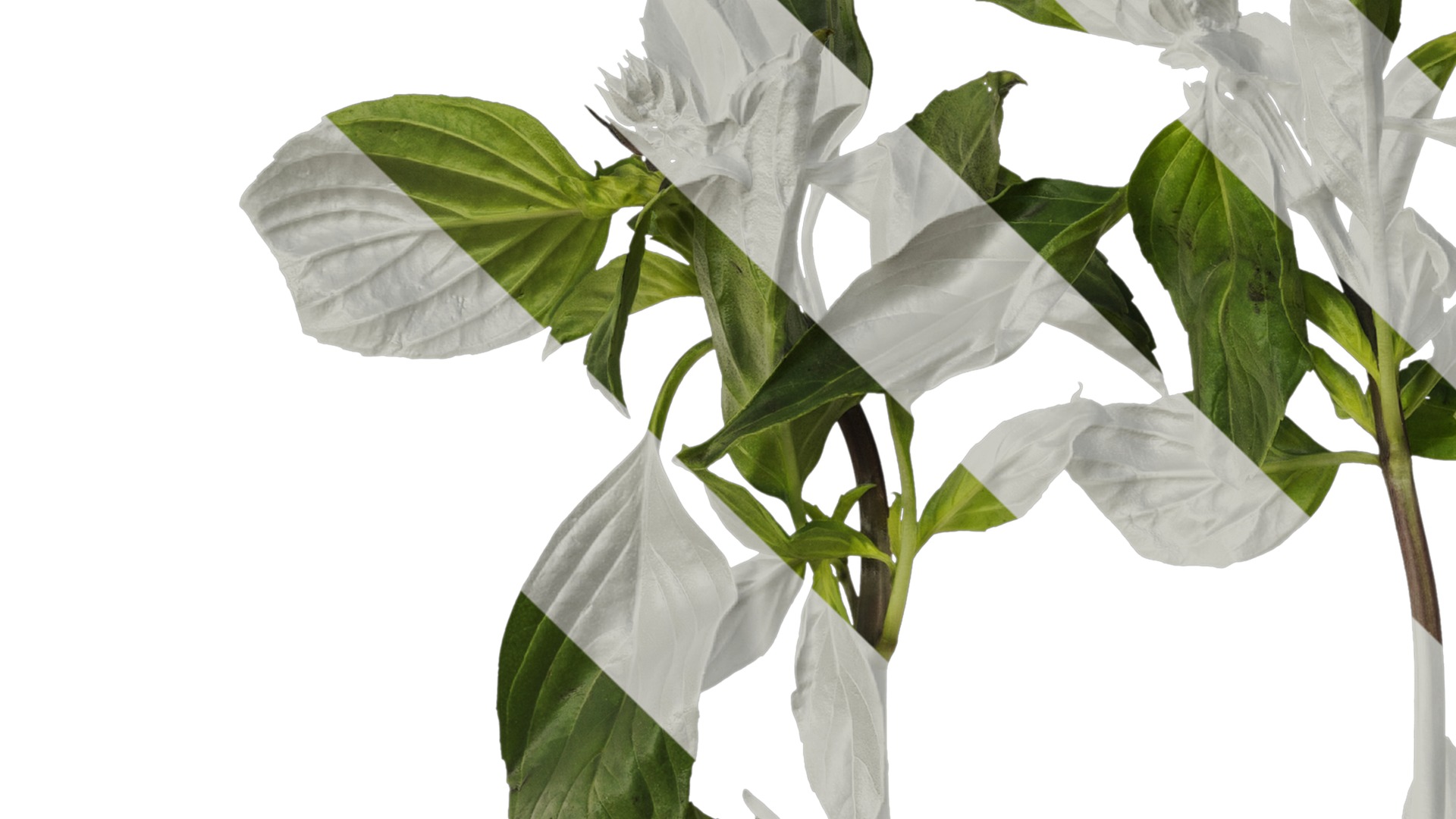 Anydrafts Ocimum basilicum Atlas 04 Texture_3