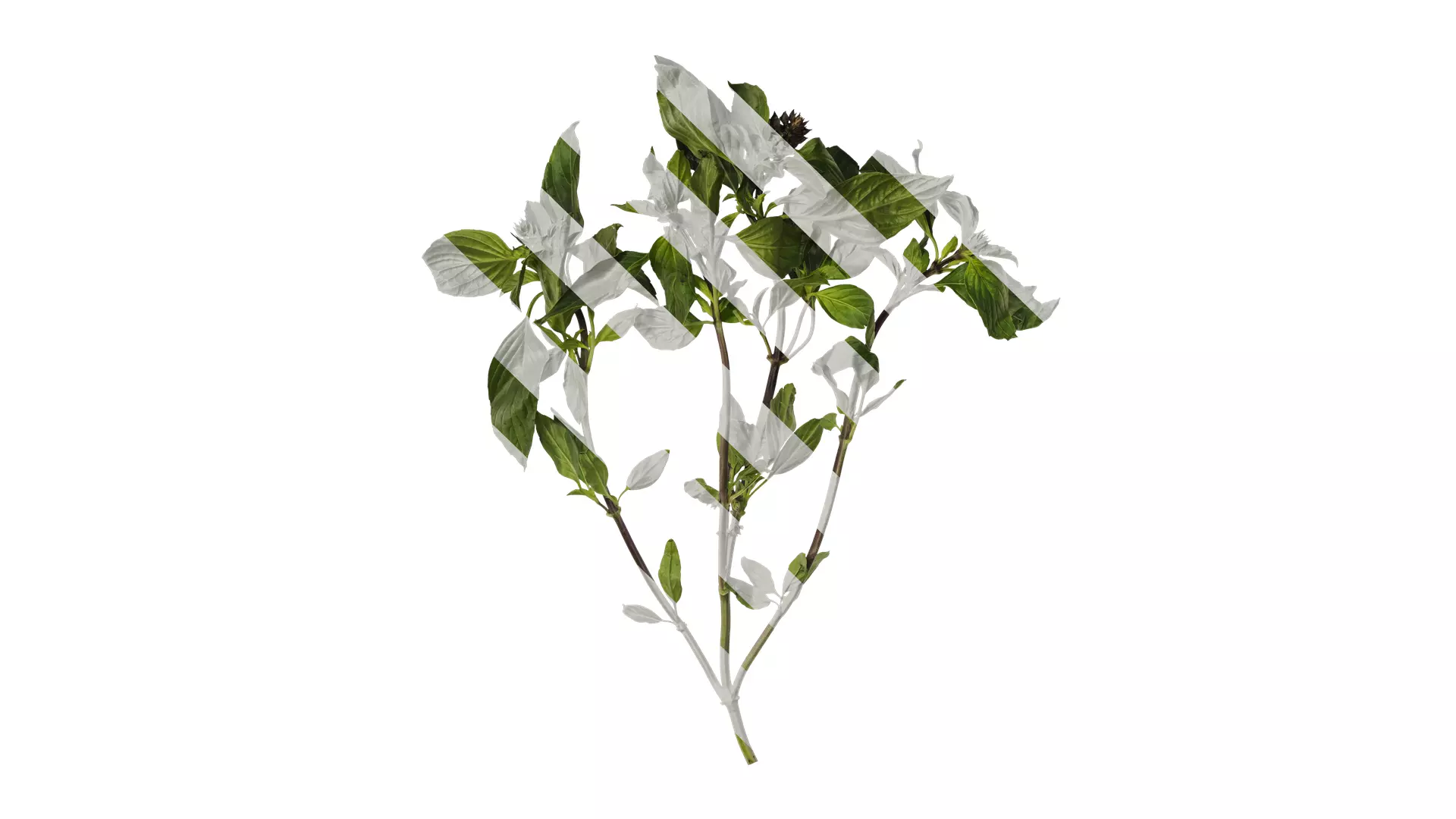 Anydrafts Ocimum basilicum Atlas 04 Texture_0