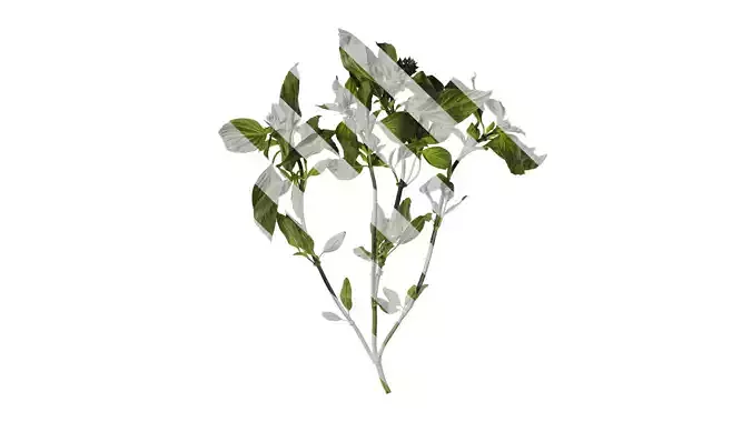 Anydrafts Ocimum basilicum Atlas 04