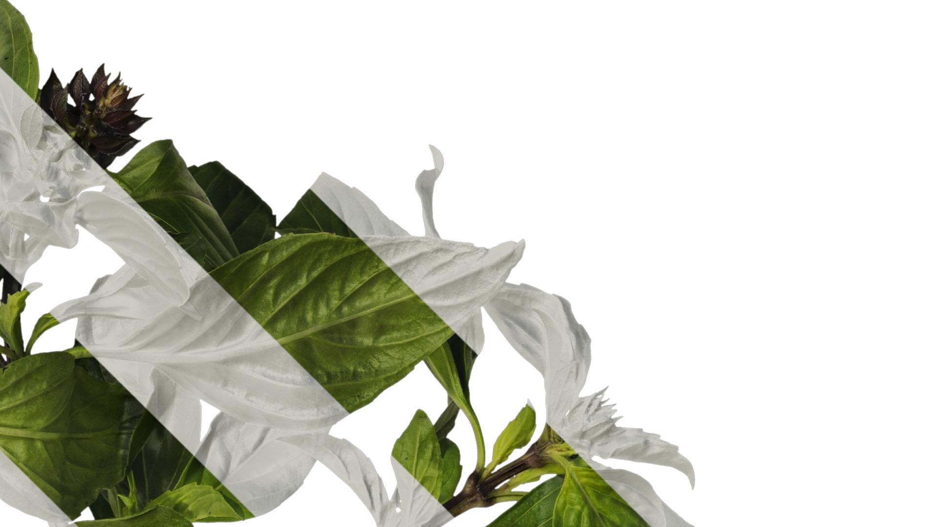 Anydrafts Ocimum basilicum Atlas 04 Texture_2