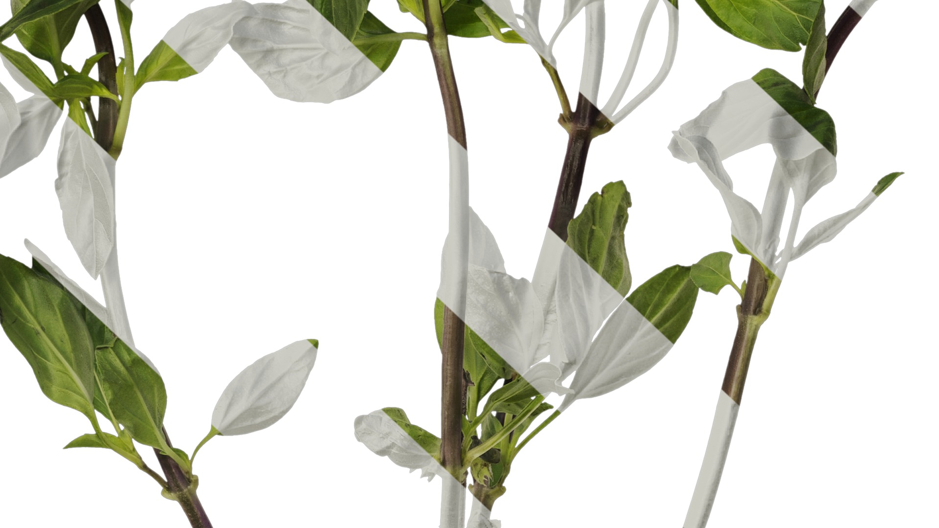 Anydrafts Ocimum basilicum Atlas 04 Texture_7