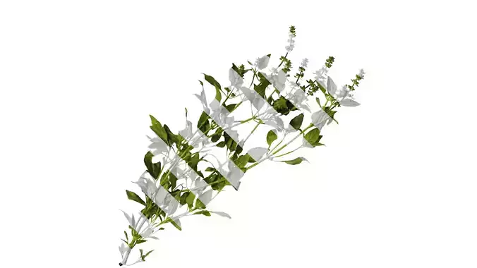 Anydrafts Ocimum basilicum Atlas 05