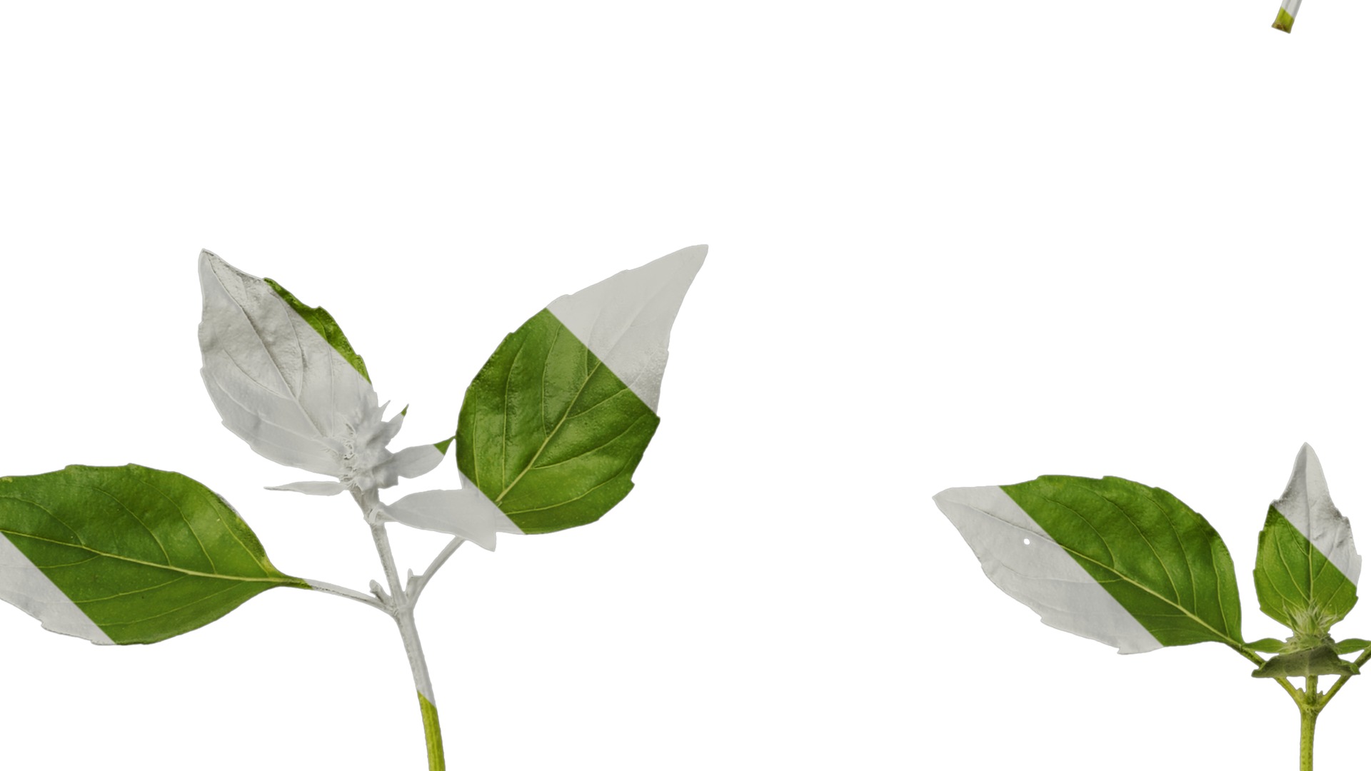 Anydrafts Ocimum basilicum Atlas 06 Texture_5