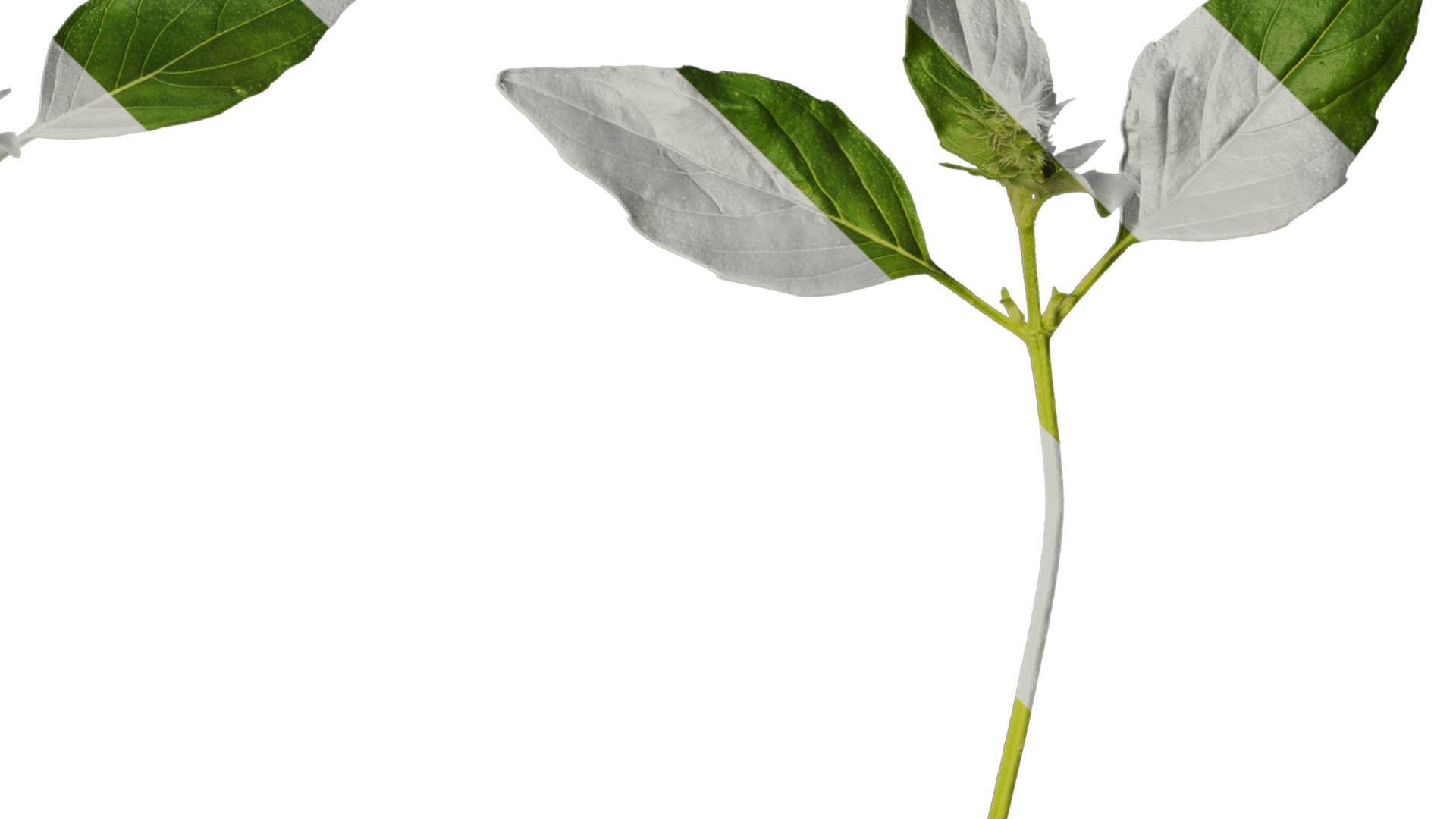 Anydrafts Ocimum basilicum Atlas 06 Texture_4