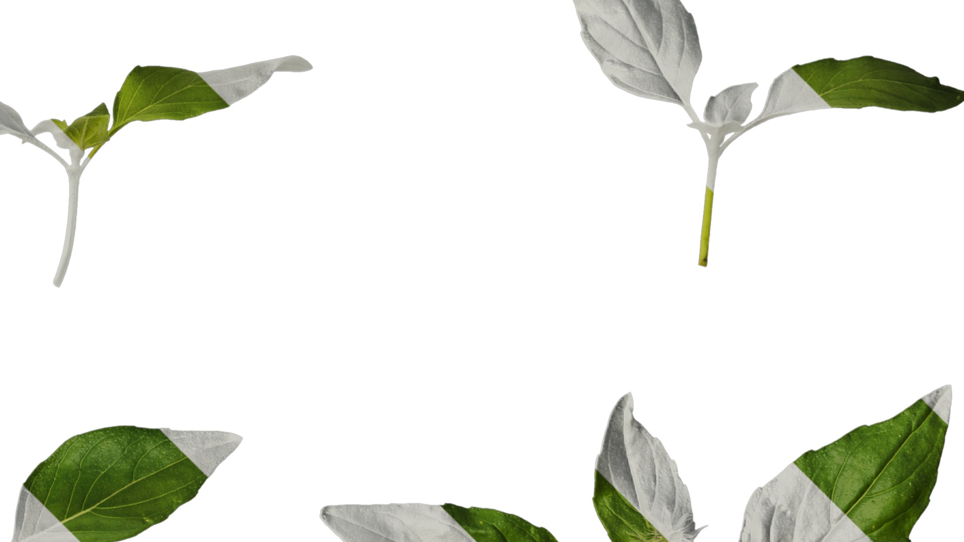 Anydrafts Ocimum basilicum Atlas 06 Texture_2