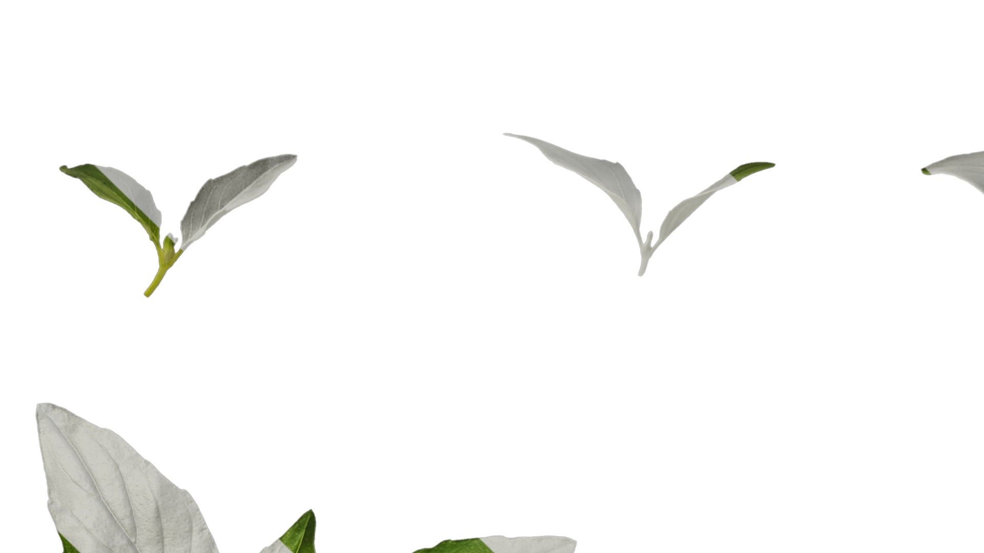 Anydrafts Ocimum basilicum Atlas 06 Texture_1