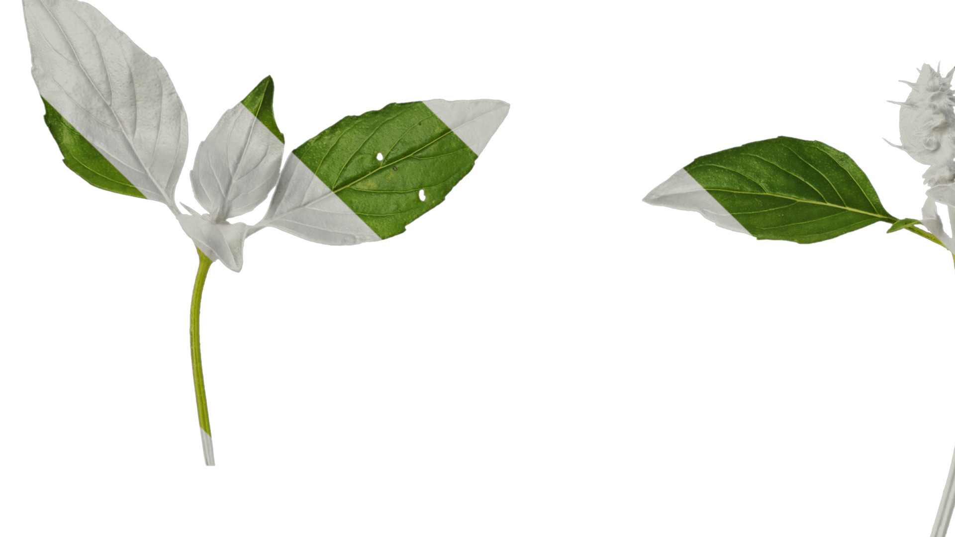 Anydrafts Ocimum basilicum Atlas 06 Texture_3