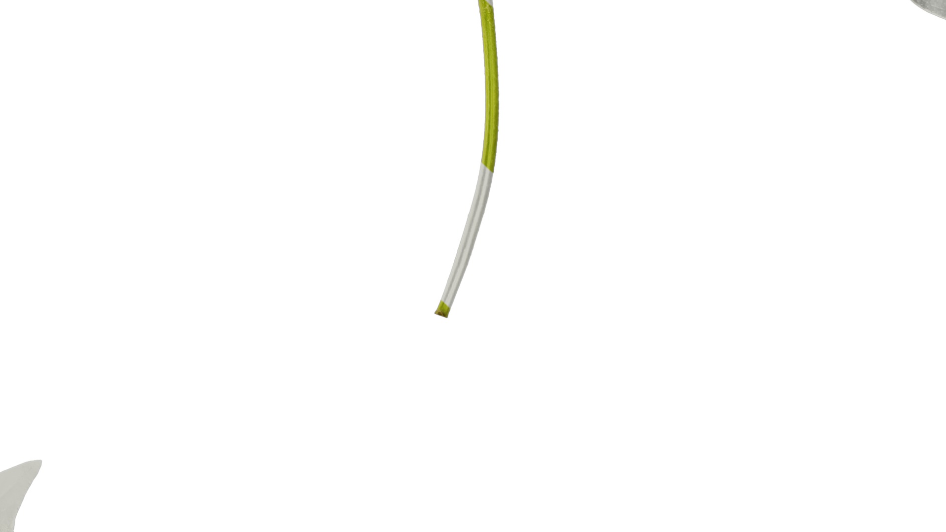 Anydrafts Ocimum basilicum Atlas 06 Texture_7