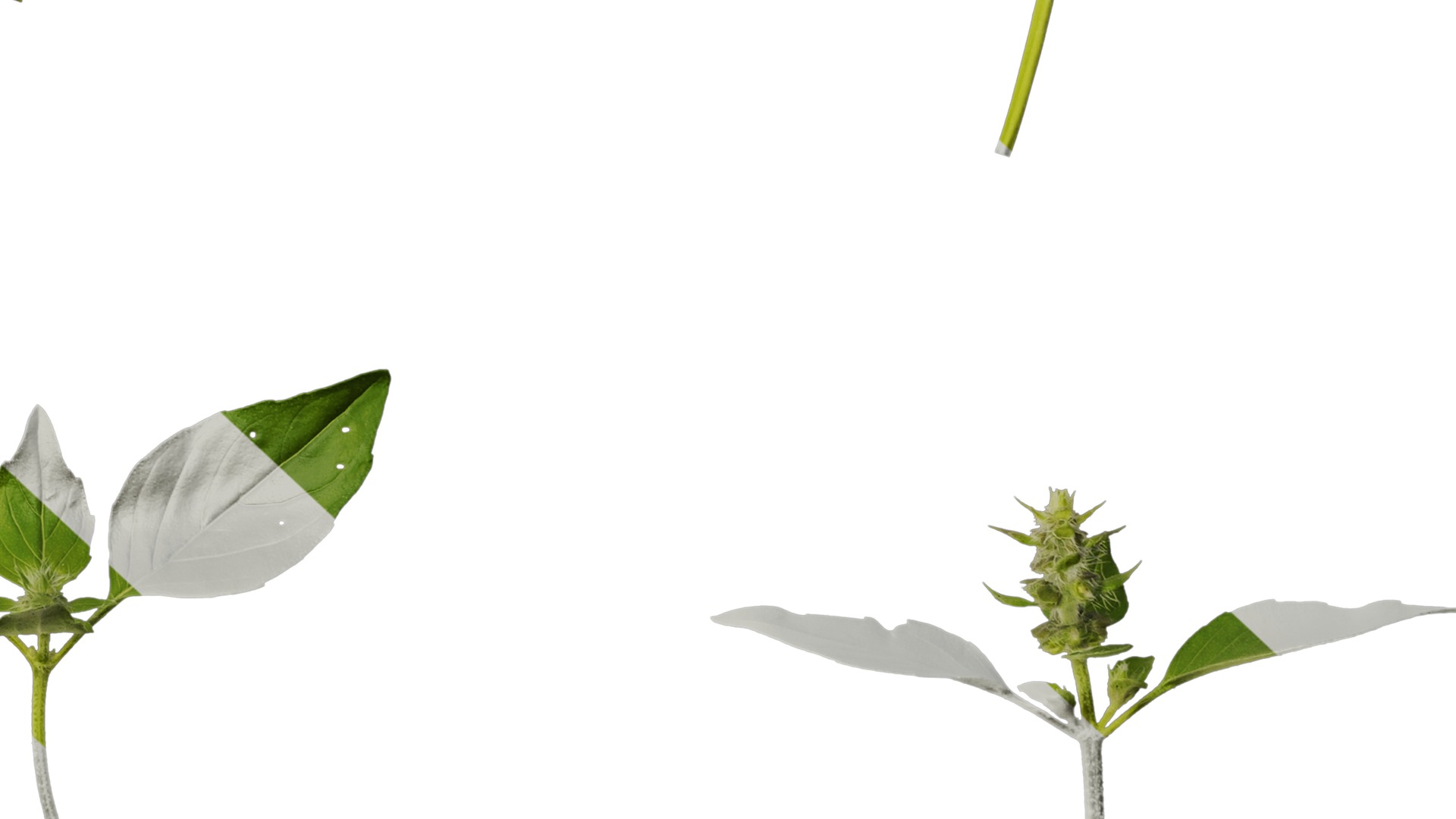 Anydrafts Ocimum basilicum Atlas 06 Texture_6