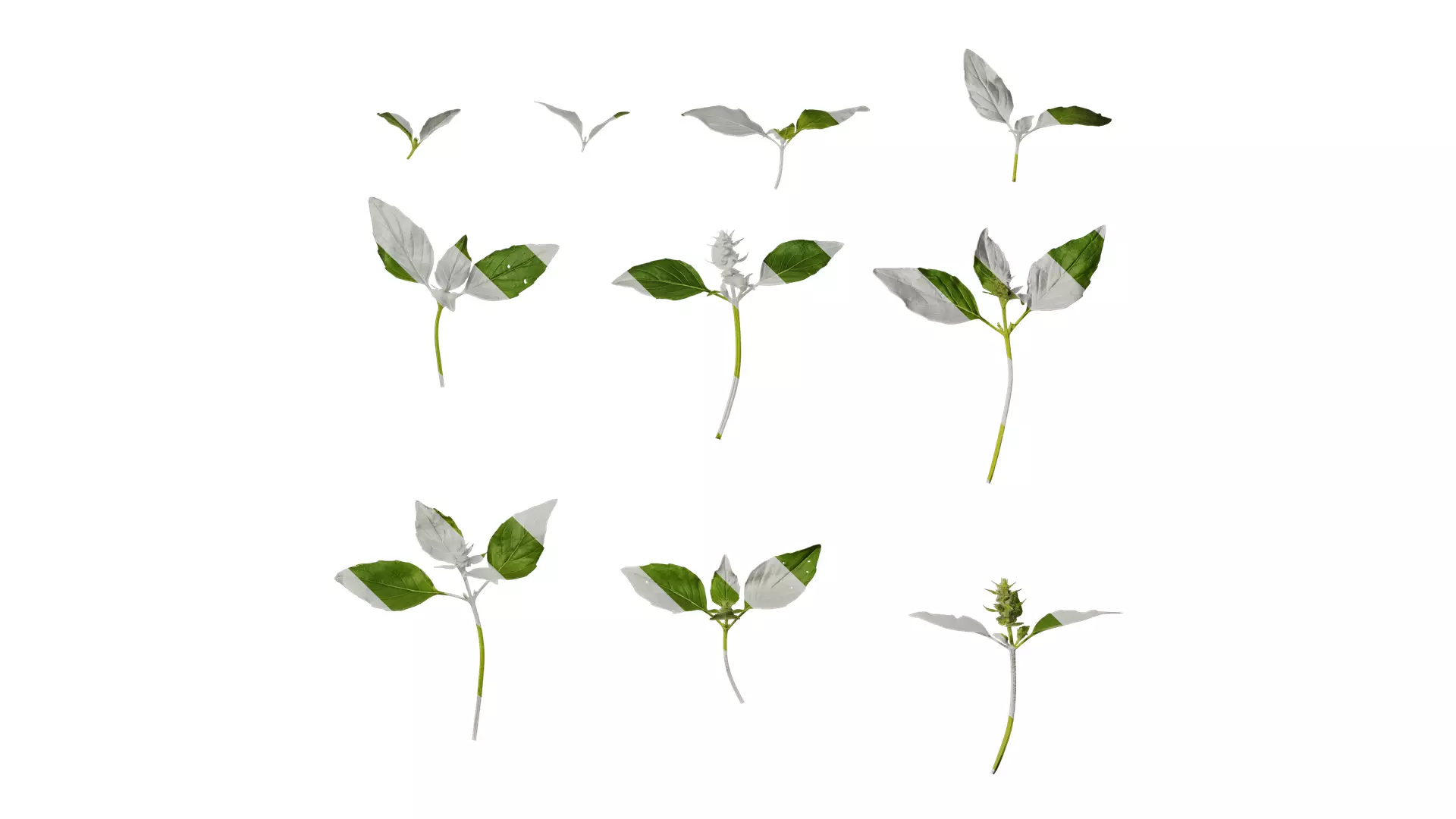 Anydrafts Ocimum basilicum Atlas 06 Texture_0