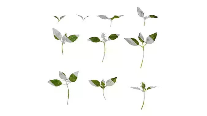 Anydrafts Ocimum basilicum Atlas 06