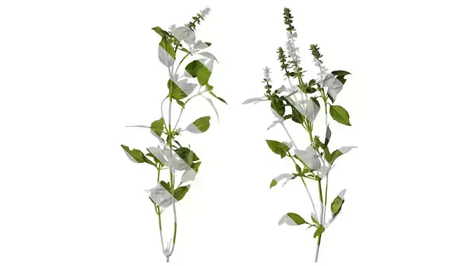 Anydrafts Ocimum basilicum Atlas 08