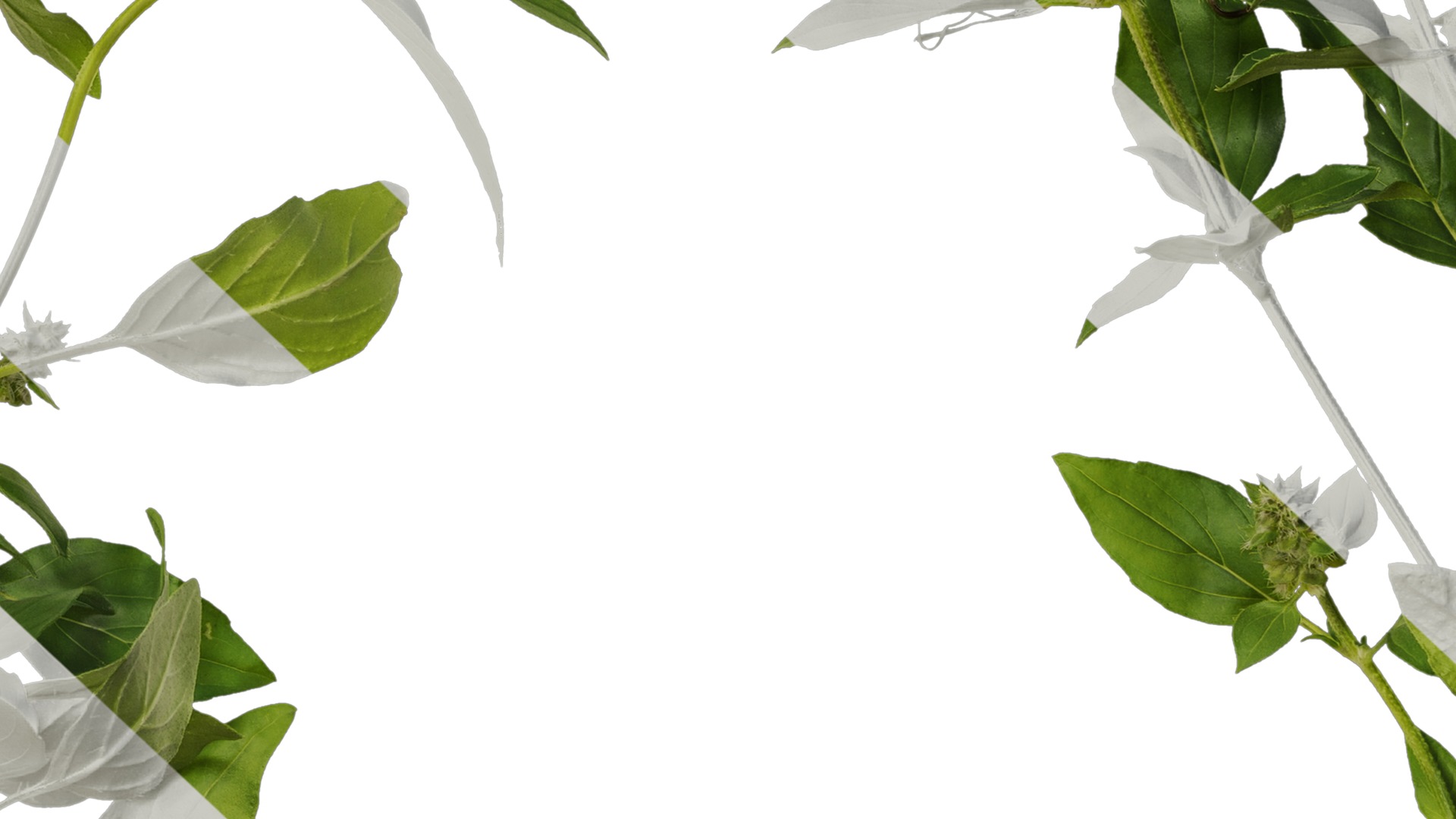 Anydrafts Ocimum basilicum Atlas 08 Texture_7