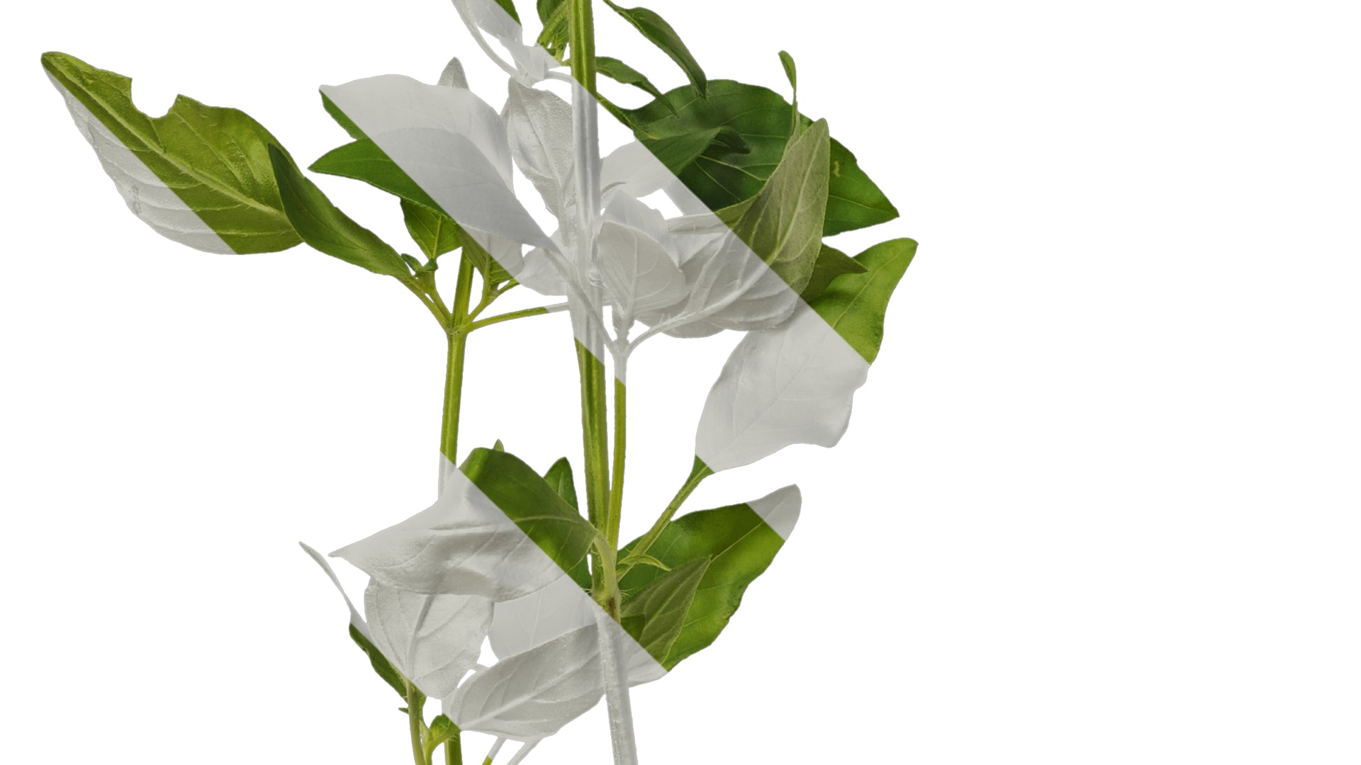 Anydrafts Ocimum basilicum Atlas 08 Texture_5