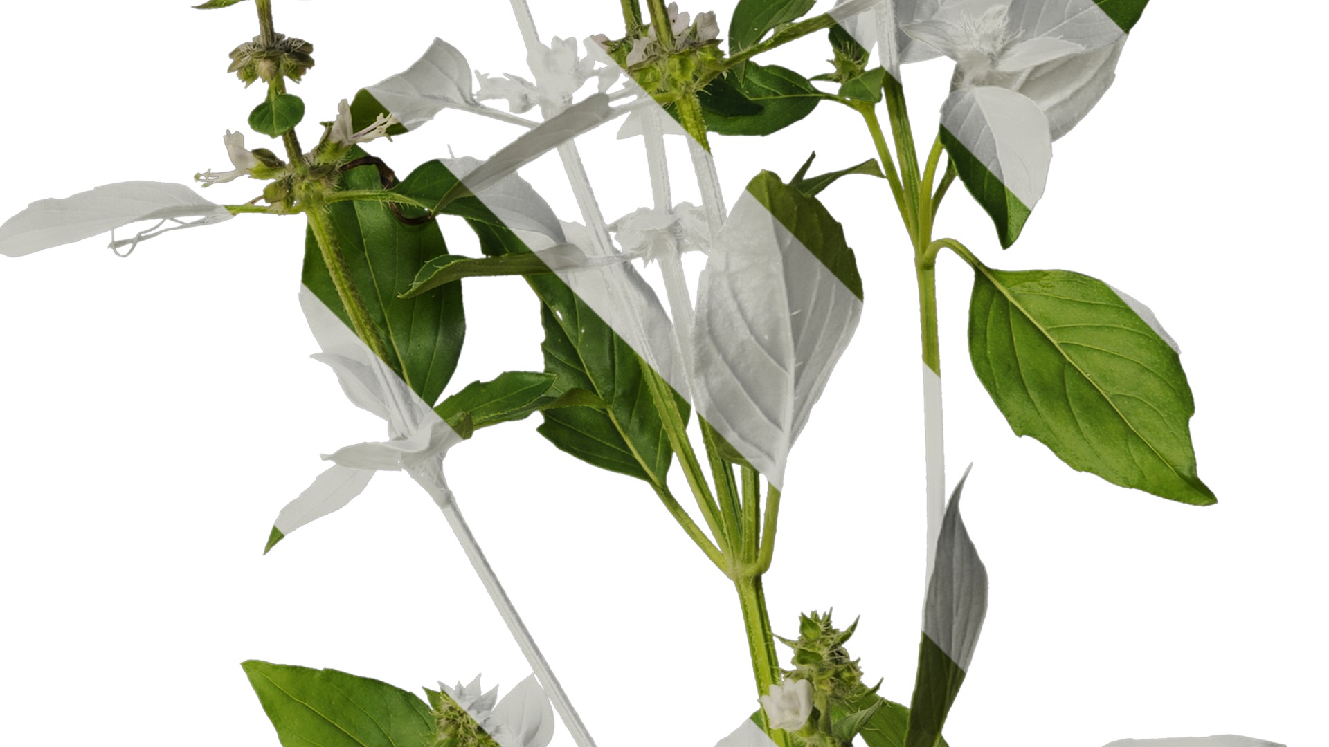 Anydrafts Ocimum basilicum Atlas 08 Texture_4