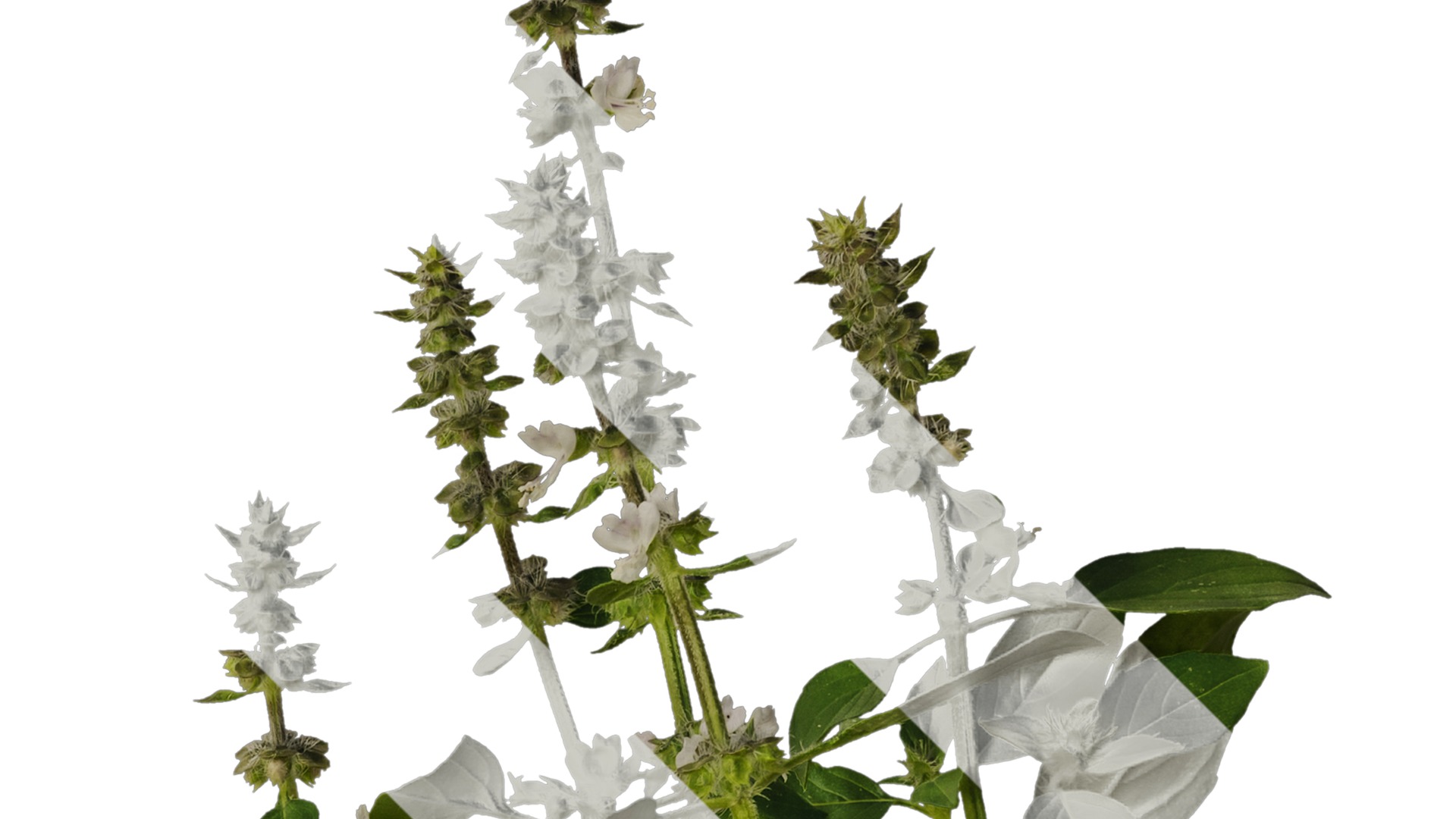 Anydrafts Ocimum basilicum Atlas 08 Texture_2