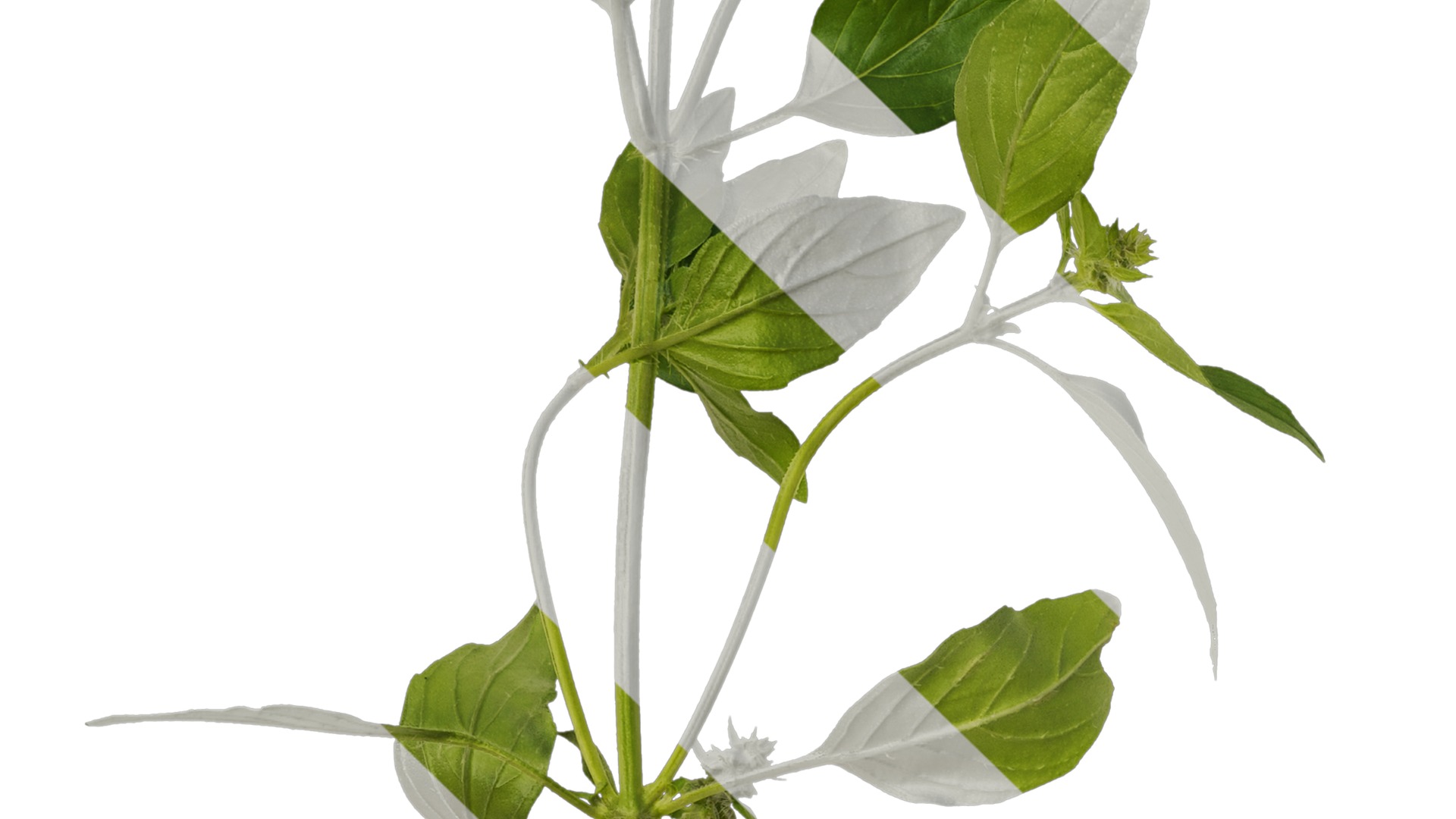 Anydrafts Ocimum basilicum Atlas 08 Texture_3