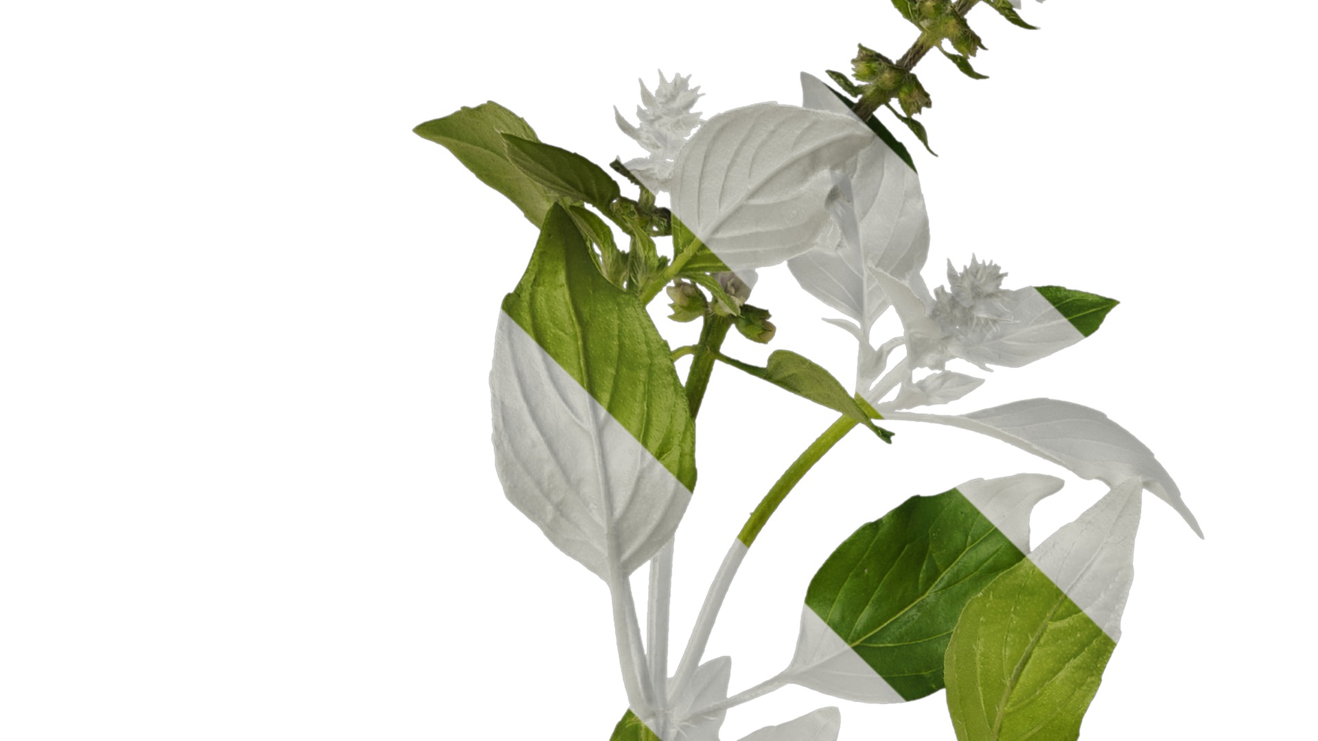 Anydrafts Ocimum basilicum Atlas 08 Texture_1