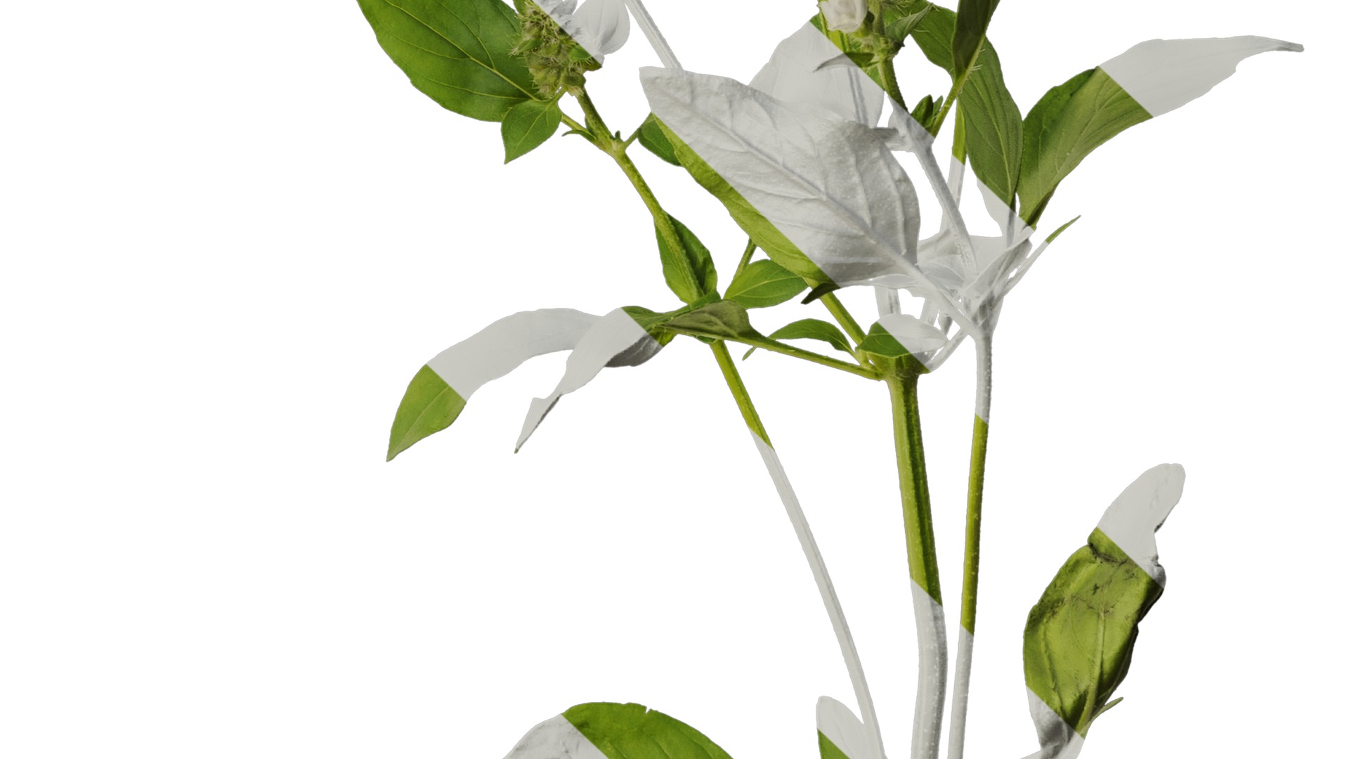 Anydrafts Ocimum basilicum Atlas 08 Texture_6