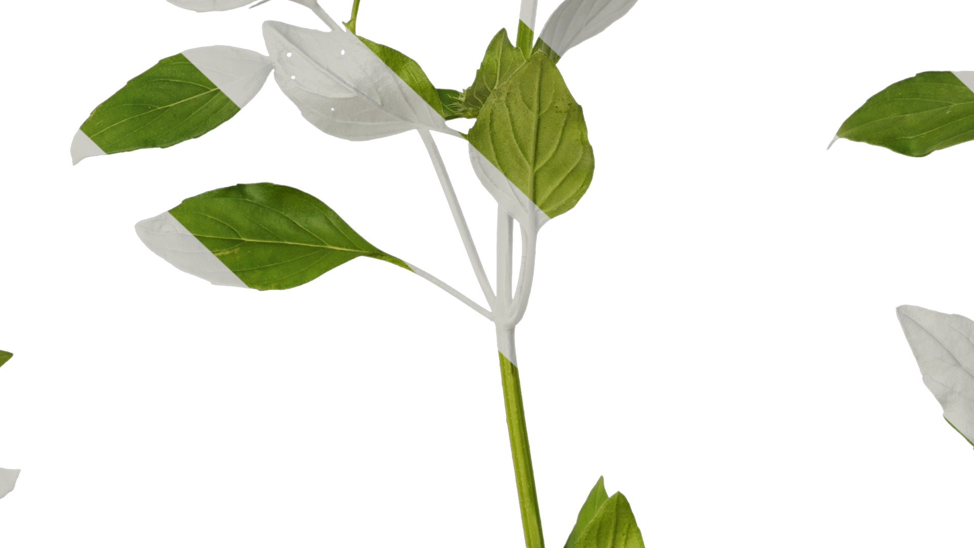 Anydrafts Ocimum basilicum Atlas 09 Texture_7