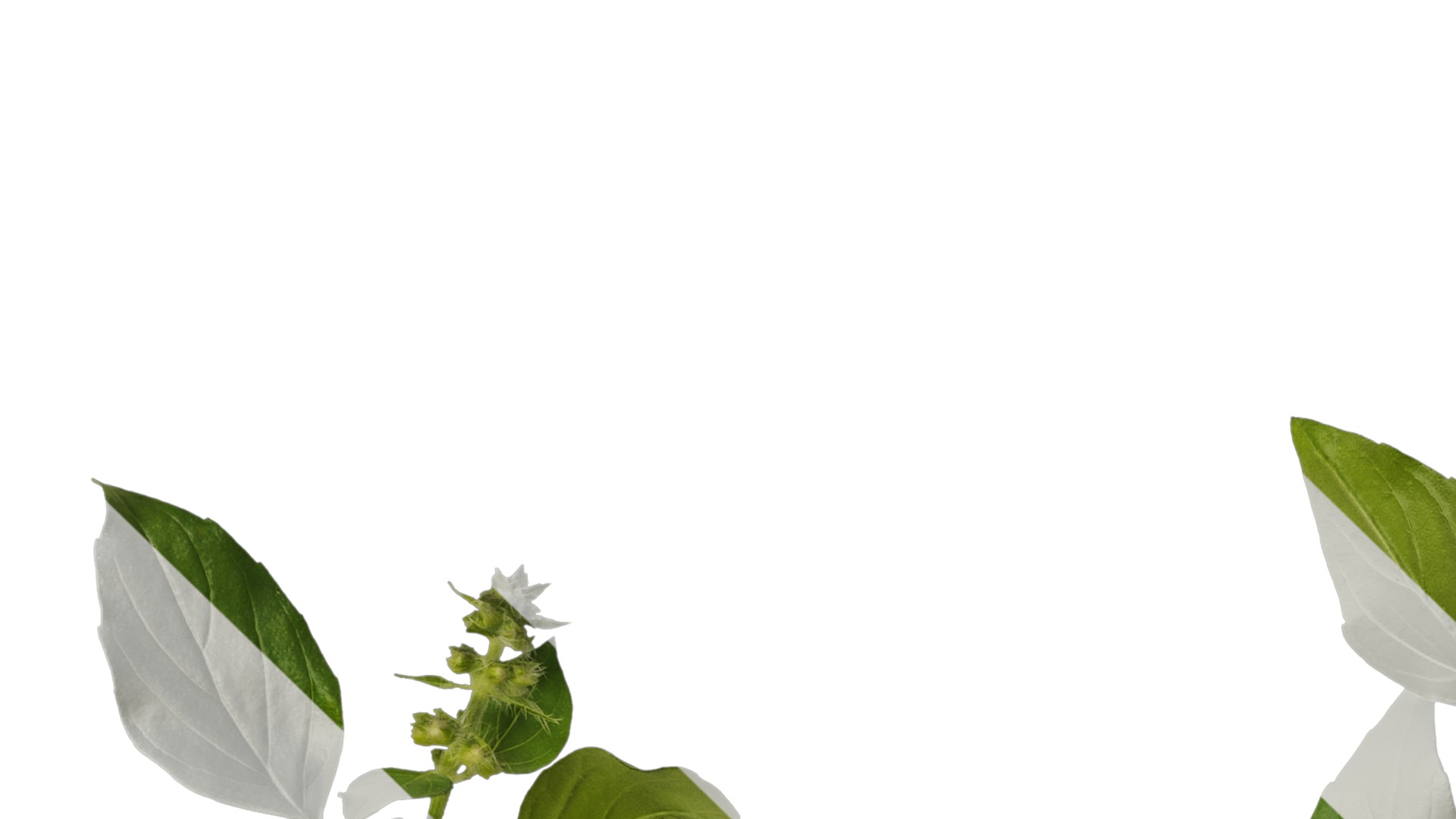 Anydrafts Ocimum basilicum Atlas 09 Texture_1