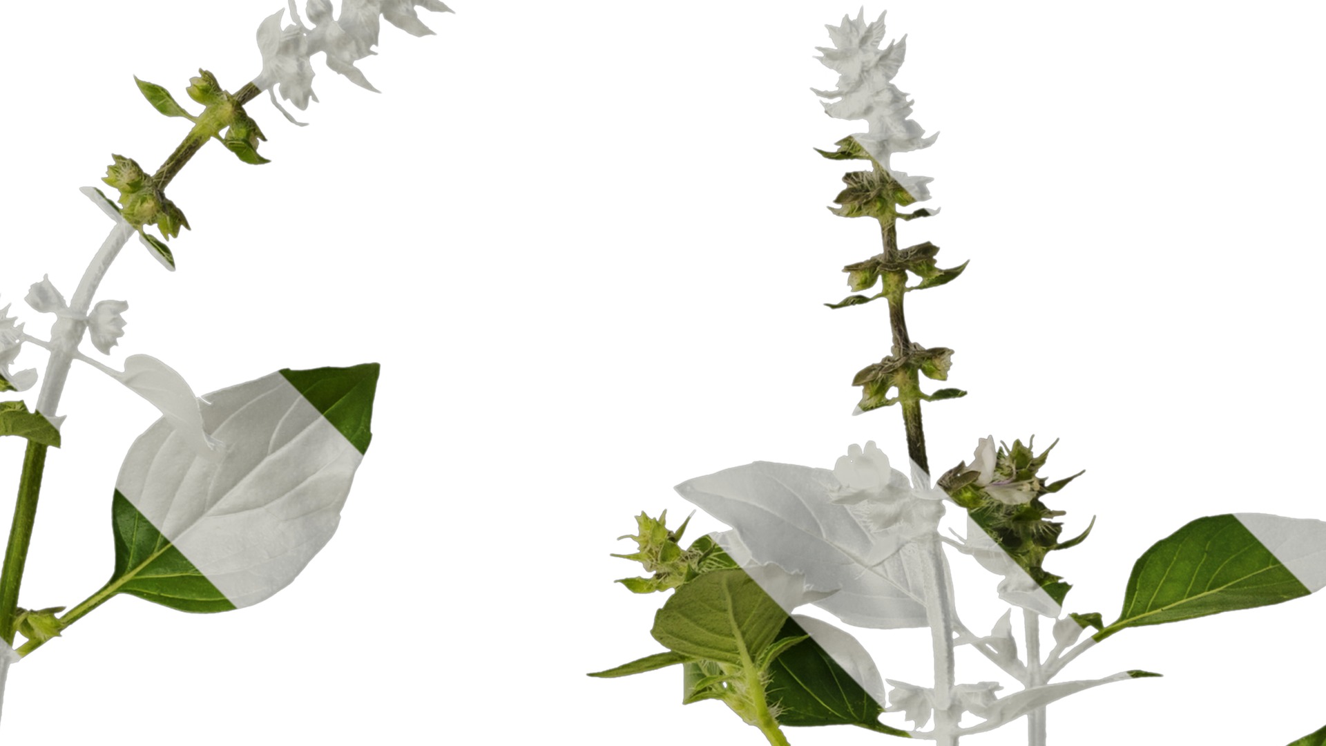 Anydrafts Ocimum basilicum Atlas 09 Texture_2