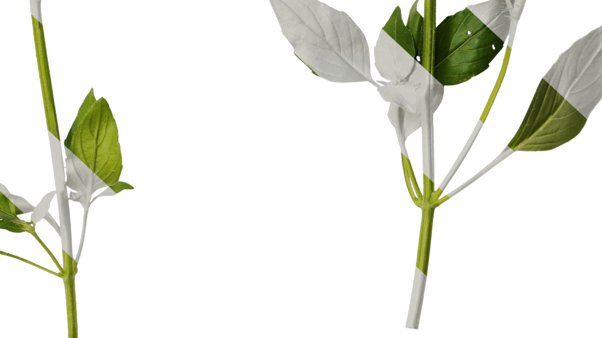 Anydrafts Ocimum basilicum Atlas 09 Texture_6