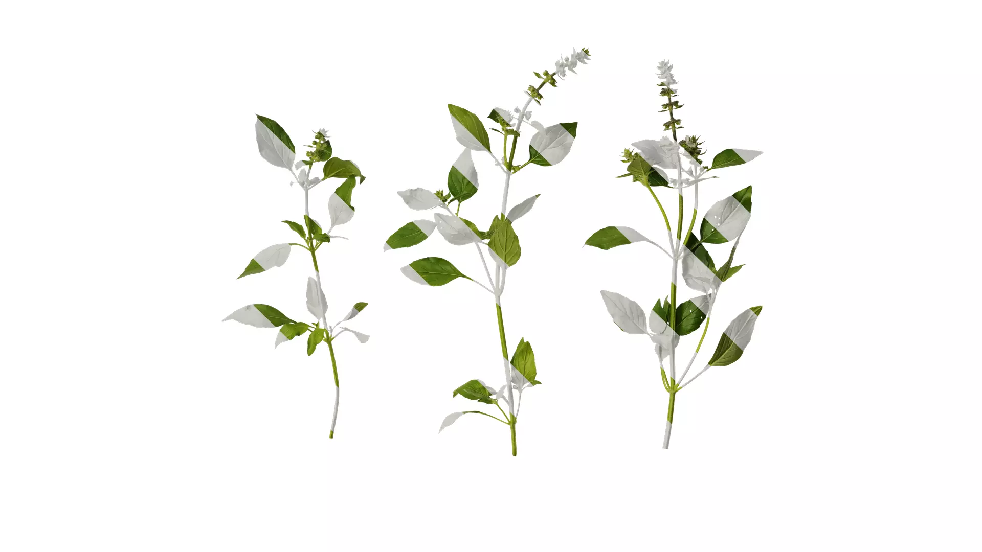 Anydrafts Ocimum basilicum Atlas 09 Texture_0