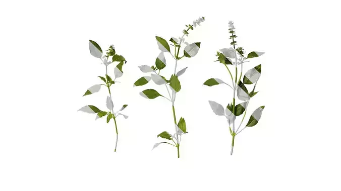 Anydrafts Ocimum basilicum Atlas 09