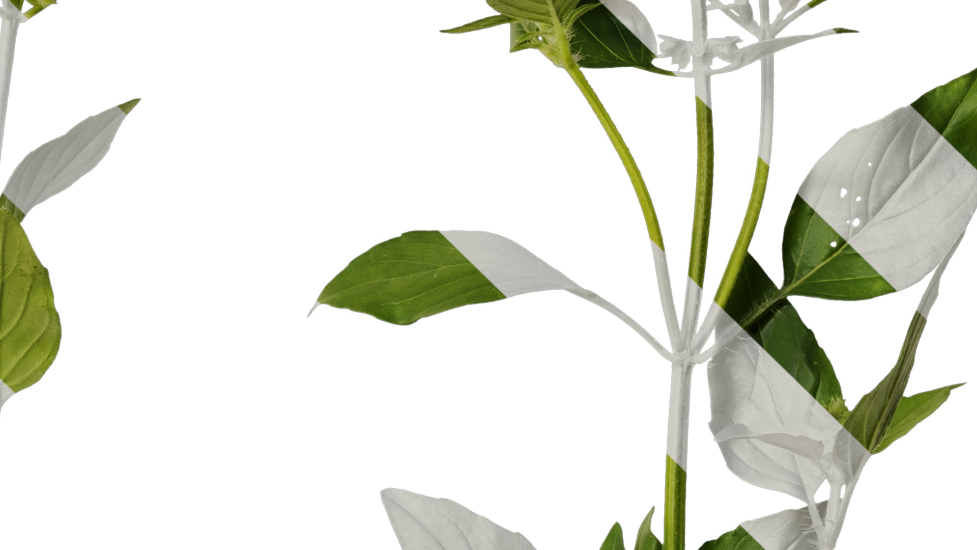 Anydrafts Ocimum basilicum Atlas 09 Texture_4