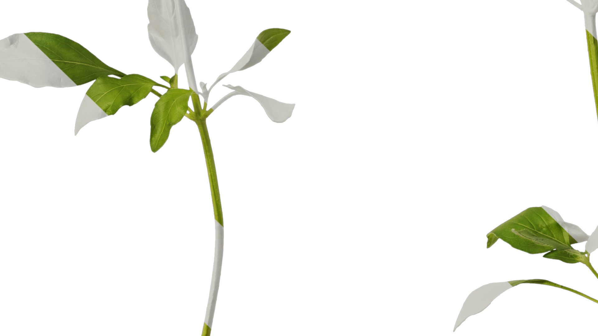 Anydrafts Ocimum basilicum Atlas 09 Texture_5