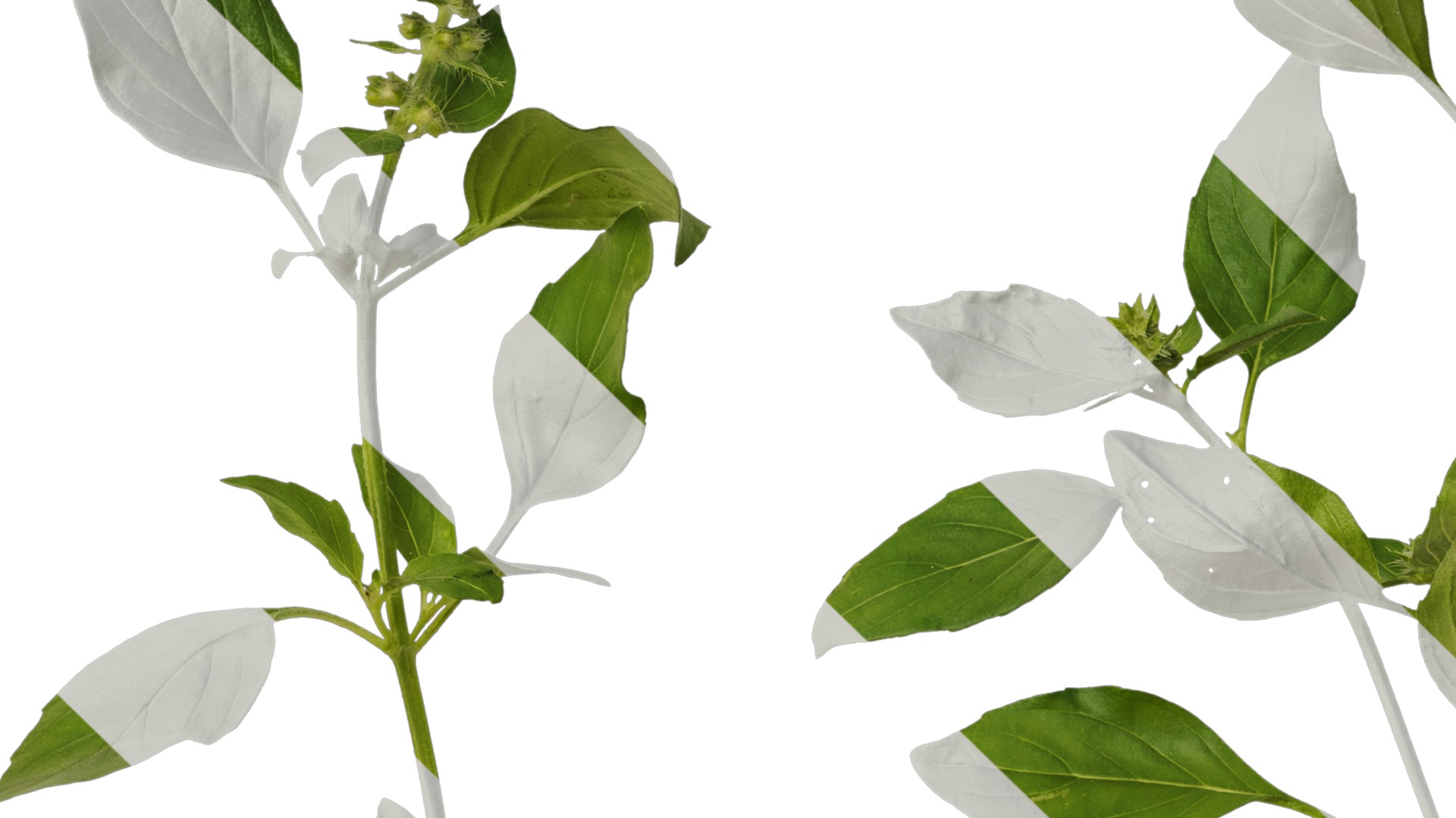 Anydrafts Ocimum basilicum Atlas 09 Texture_3