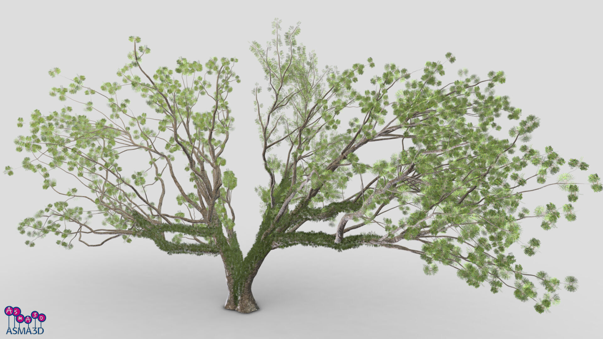 Tree-A3-Live Oak Low-poly 3D model_1